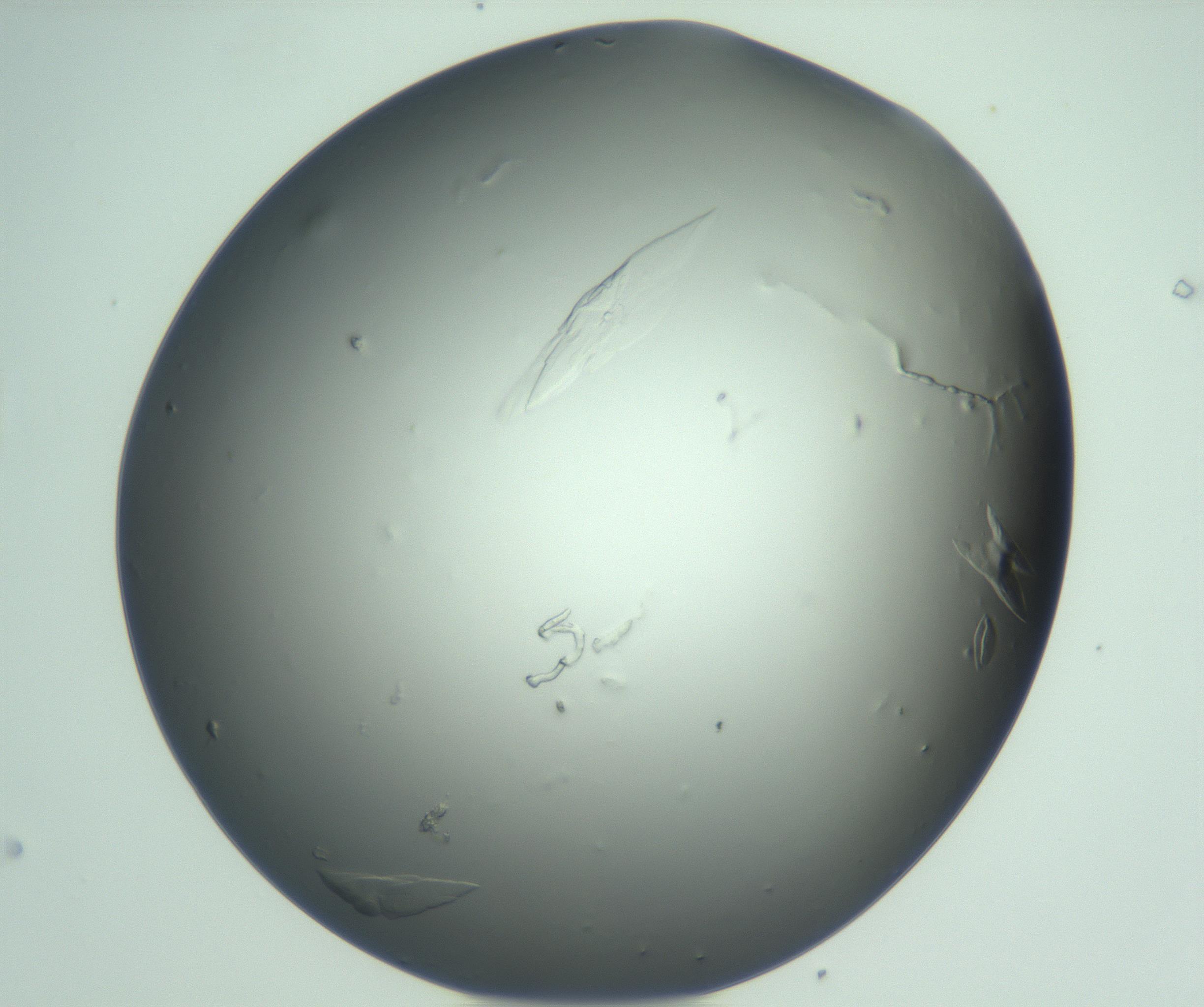 RI01_03_000_0212_Proj1_Clon1_MC_0000MC103075_003_161128_07_07_01_00_99_002_001_RAI.jpg