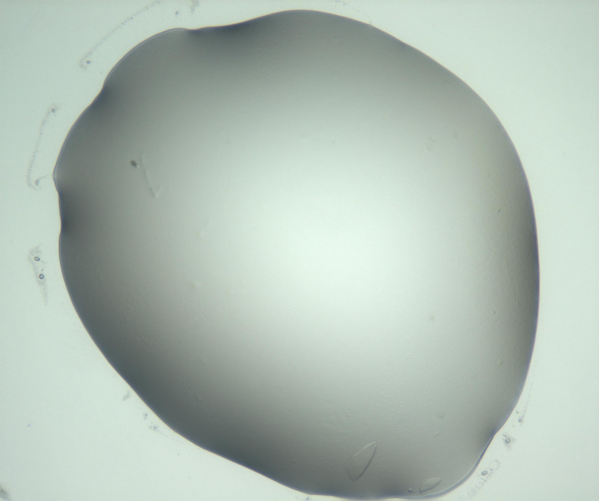 RI01_03_000_0212_Proj1_Clon1_MC_0000MC103075_003_161128_09_01_02_00_99_002_001_RAI.jpg
