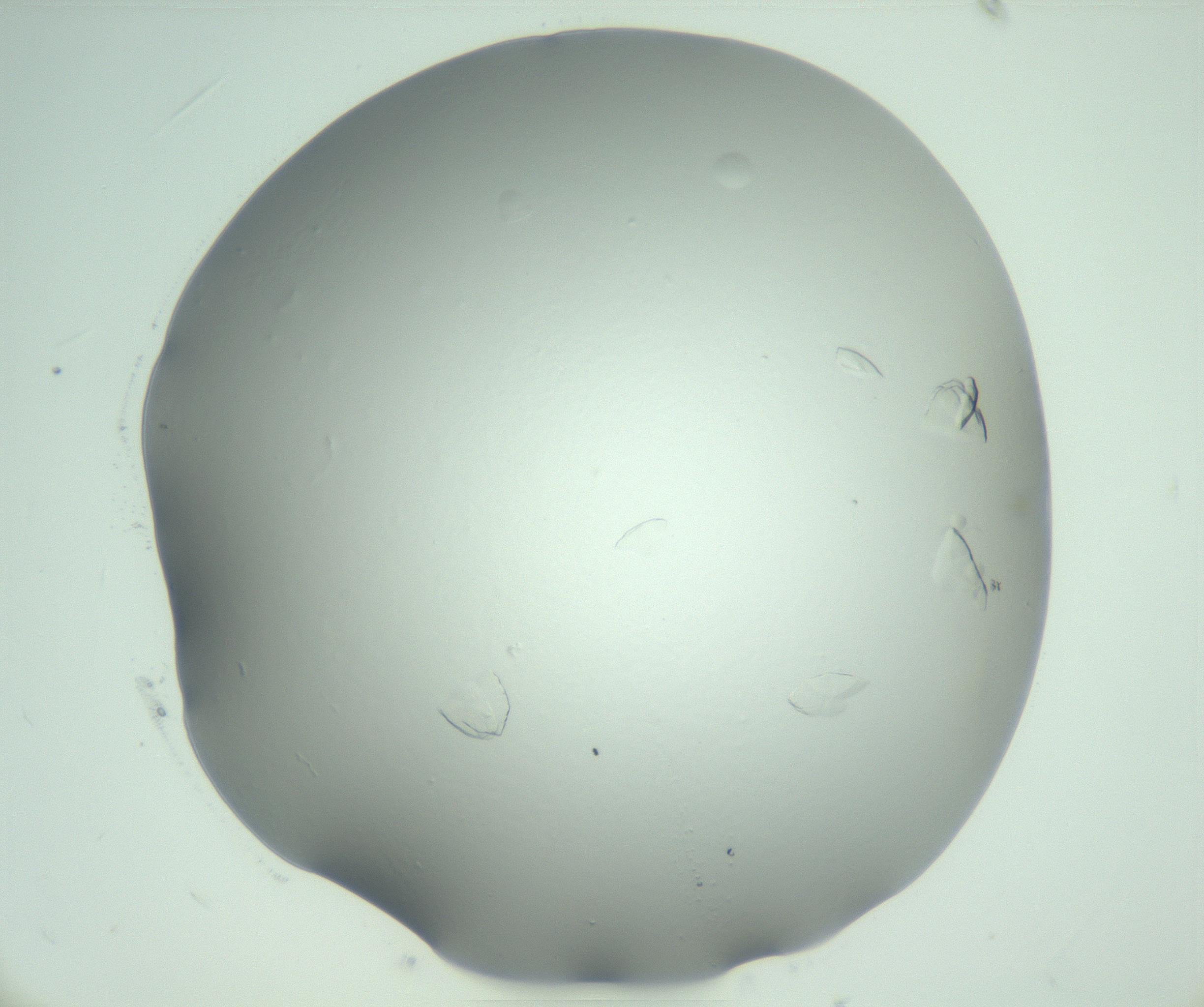 RI01_03_000_0212_Proj1_Clon1_MC_0000MC103075_003_161128_09_02_02_00_99_002_001_RAI.jpg