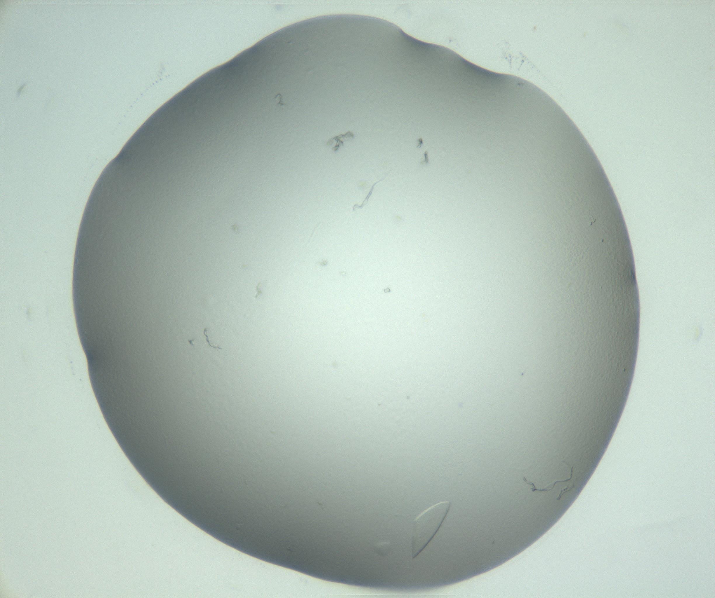 RI01_03_000_0212_Proj1_Clon1_MC_0000MC103075_003_161128_09_06_02_00_99_002_001_RAI.jpg