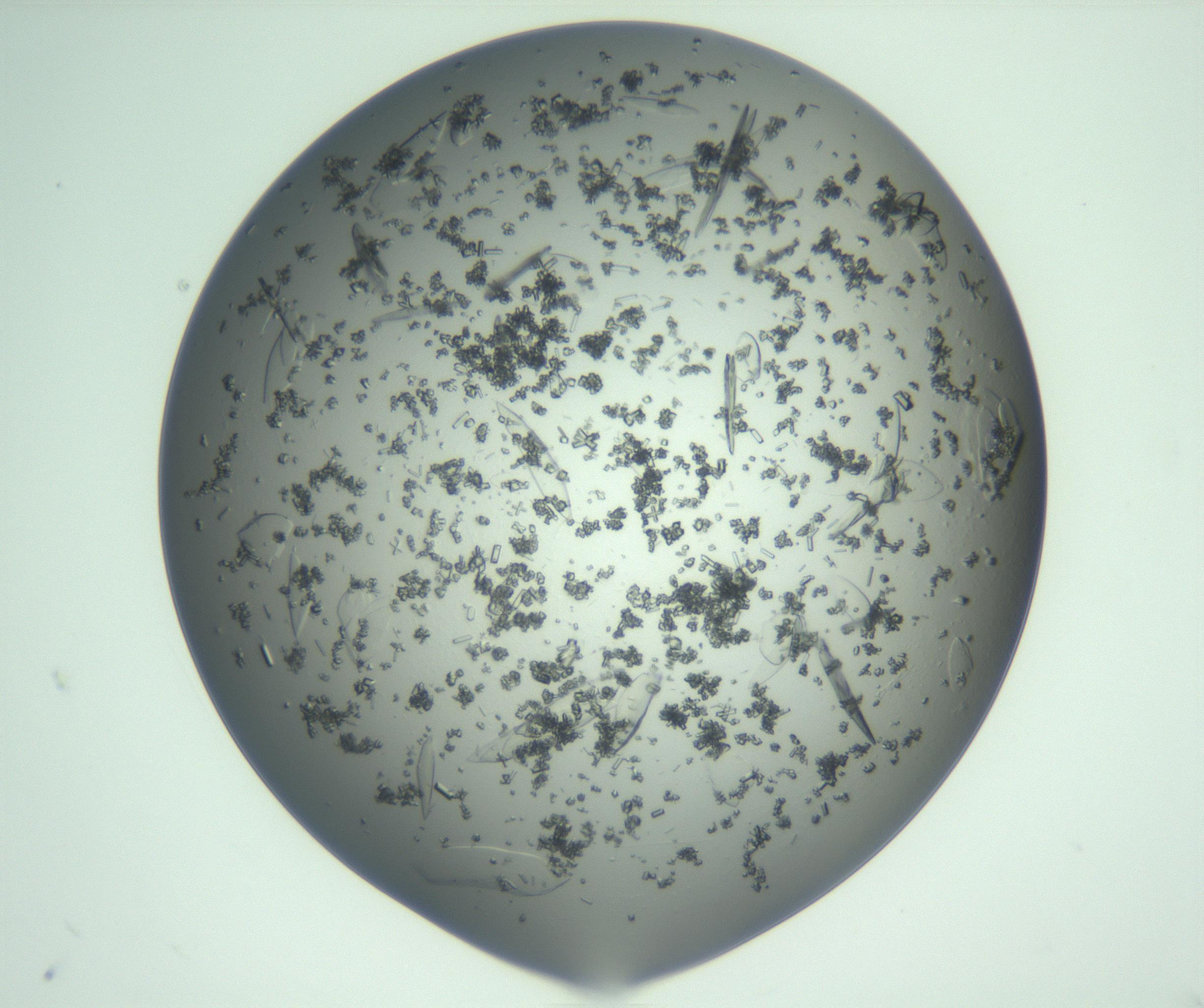 RI01_03_000_0212_Proj1_Clon1_MC_0000MC103075_003_161128_10_02_01_00_99_002_001_RAI.jpg