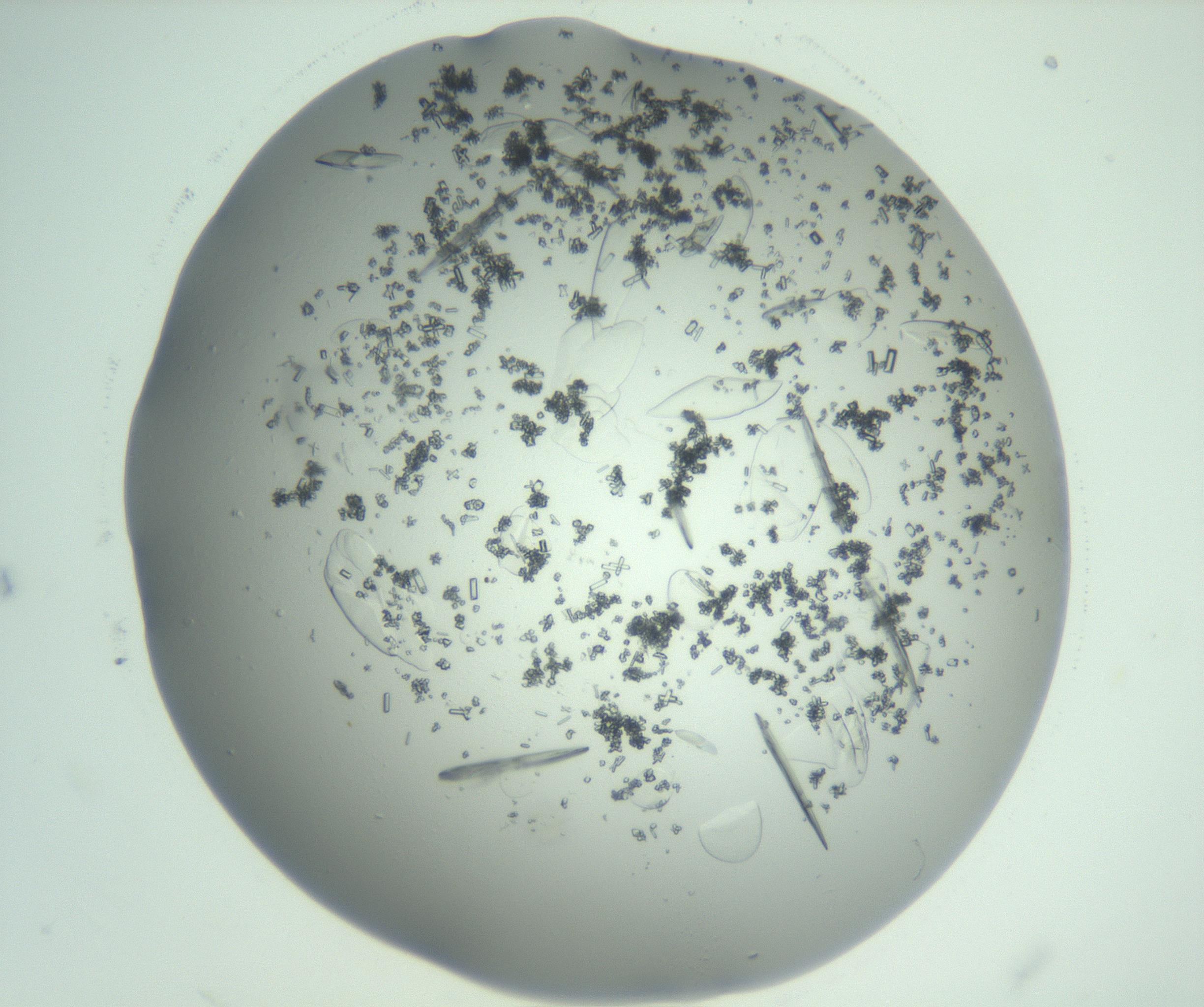 RI01_03_000_0212_Proj1_Clon1_MC_0000MC103075_003_161128_10_02_02_00_99_002_001_RAI.jpg