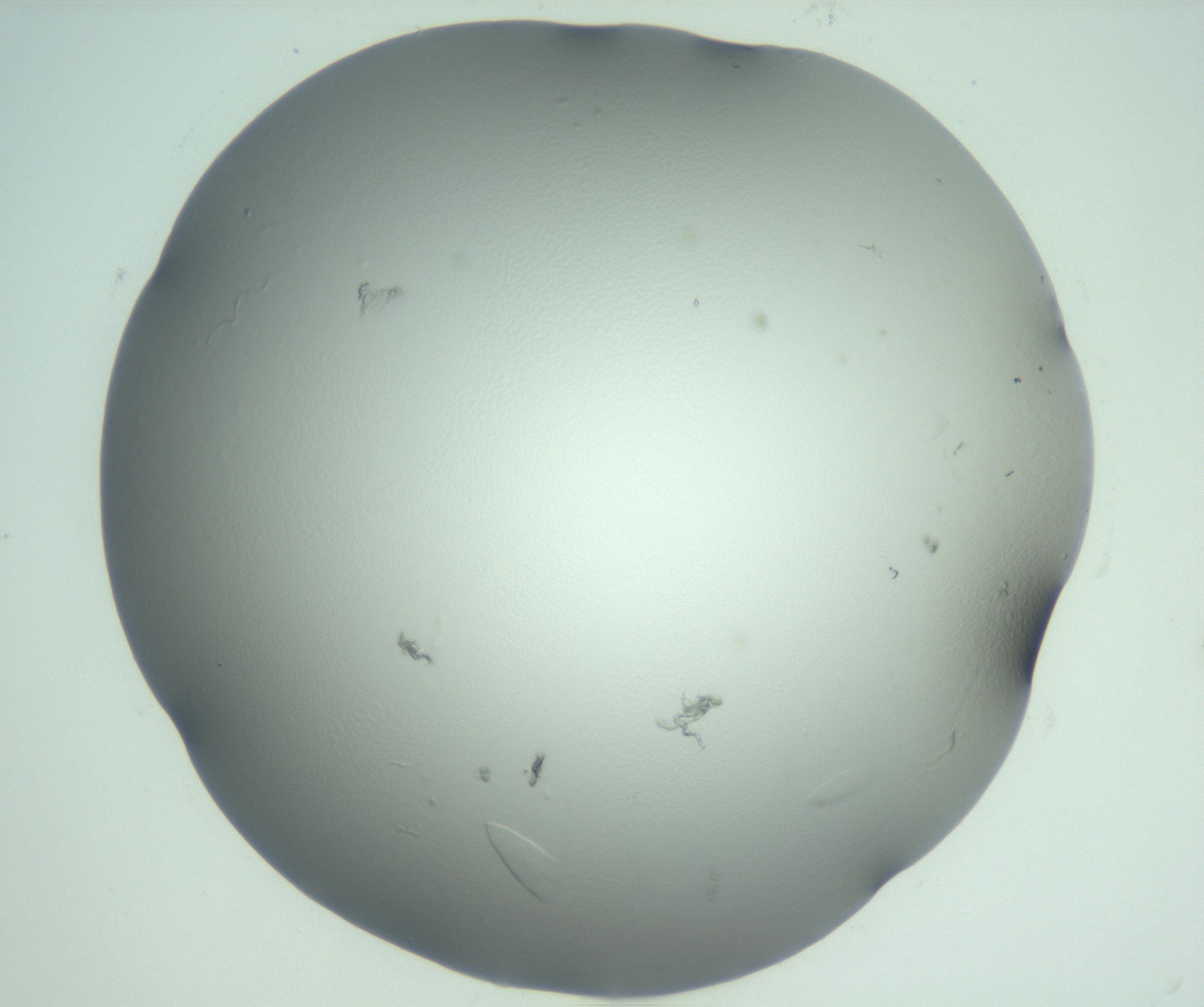 RI01_03_000_0212_Proj1_Clon1_MC_0000MC103075_003_161128_11_07_02_00_99_002_001_RAI.jpg