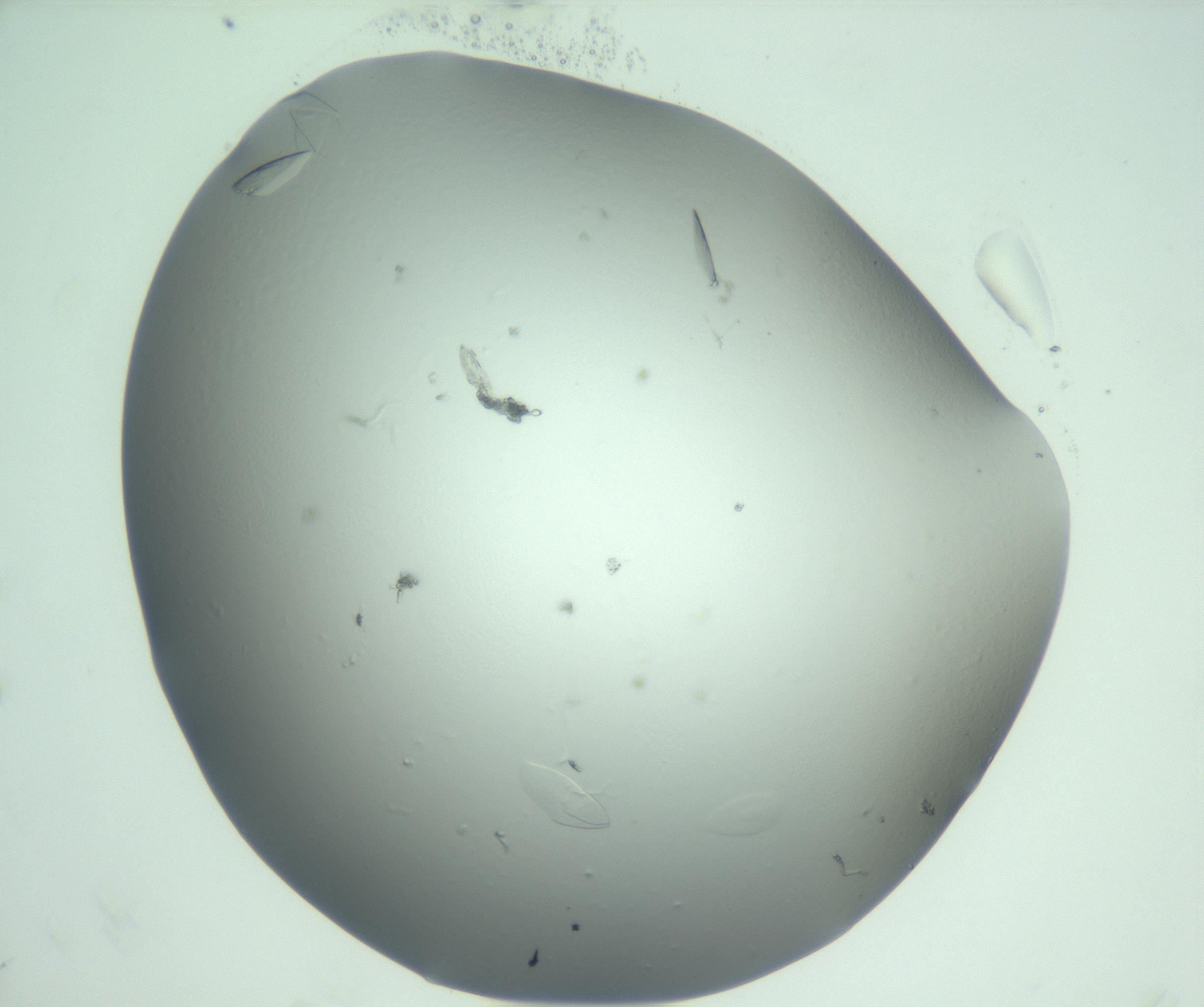 RI01_03_000_0212_Proj1_Clon1_MC_0000MC103075_003_161128_11_08_02_00_99_002_001_RAI.jpg