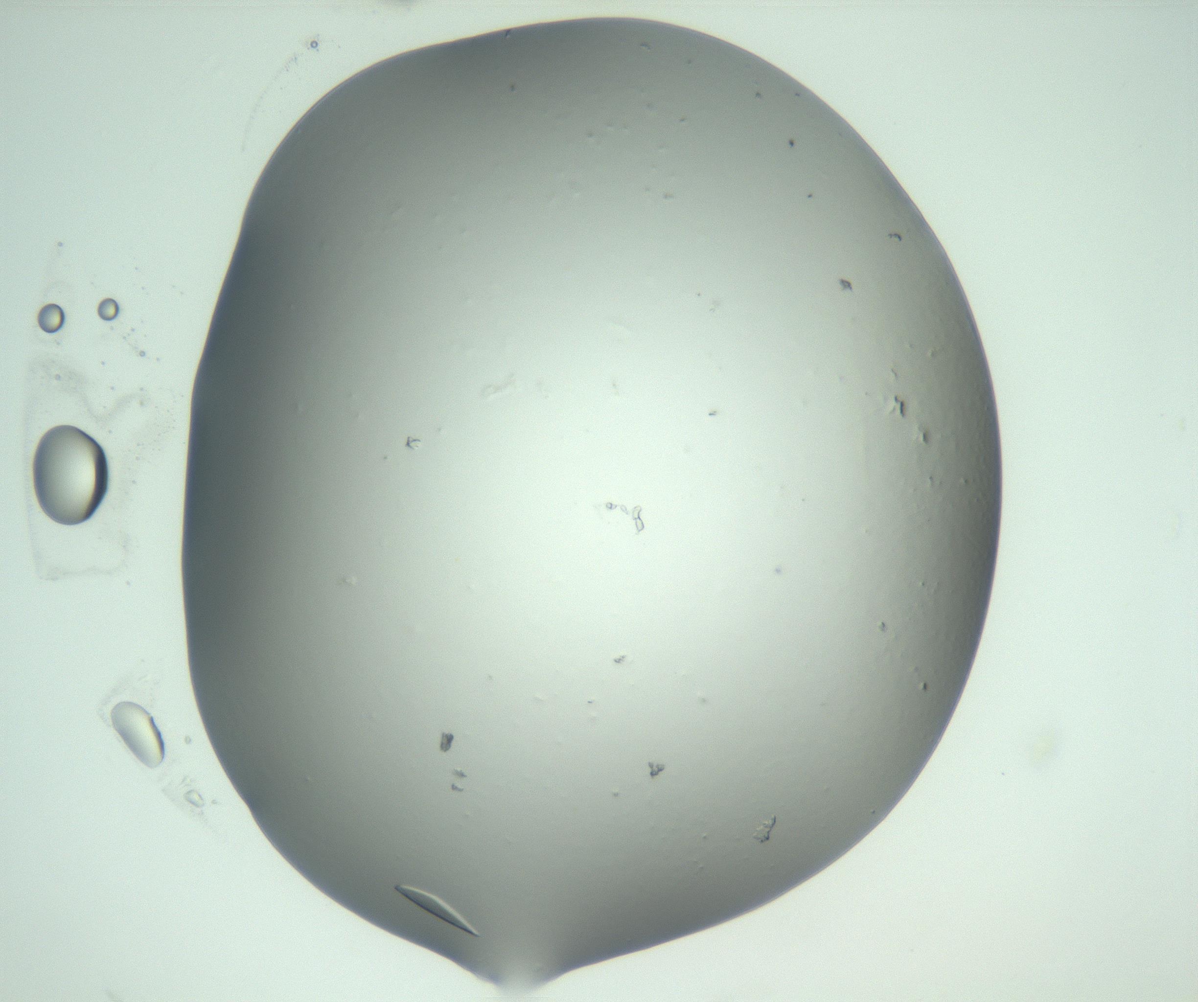 RI01_03_000_0212_Proj1_Clon1_MC_0000MC103075_003_161128_12_05_02_00_99_002_001_RAI.jpg