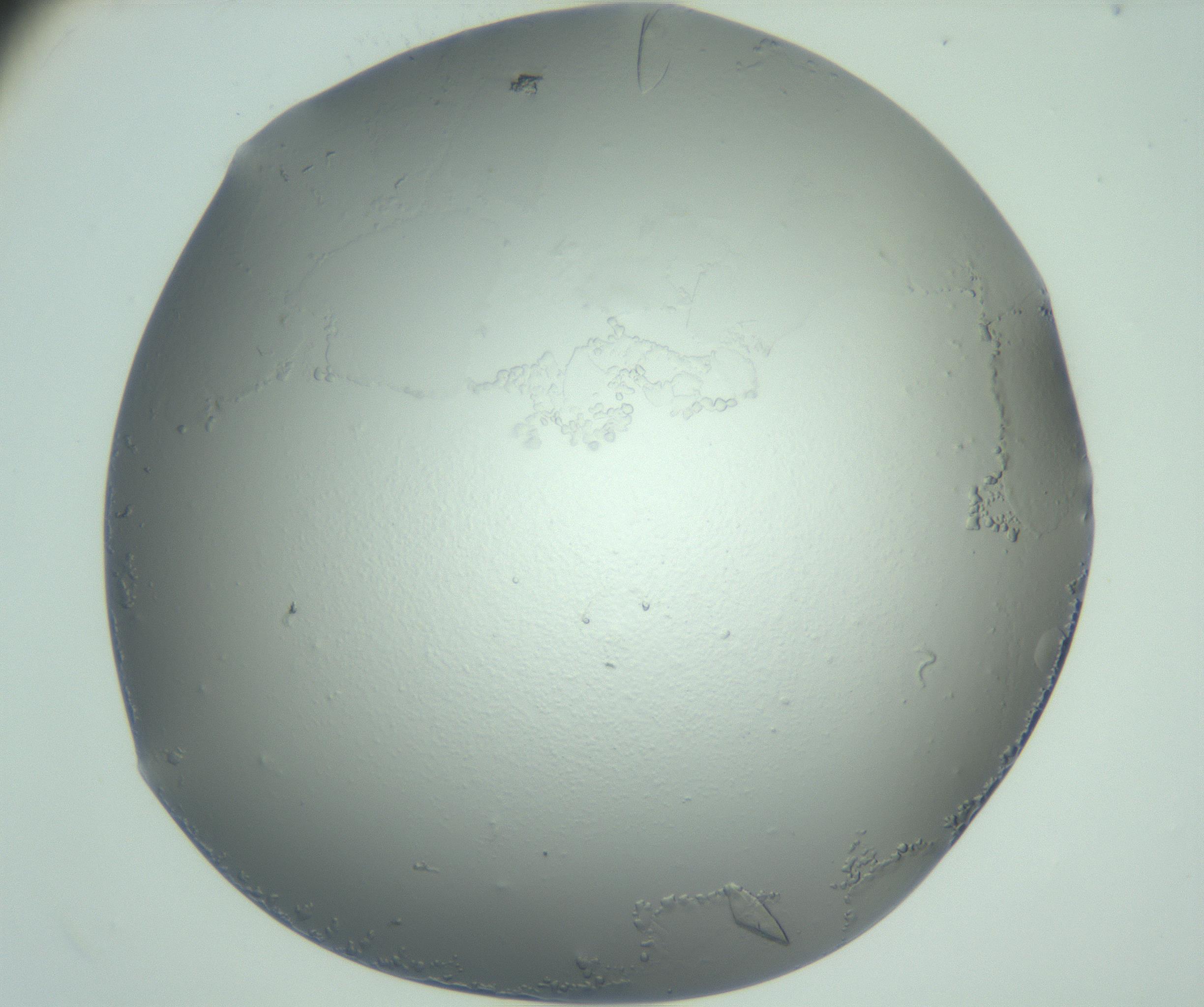 RI01_03_000_0212_Proj1_Clon1_MC_0000MC103075_003_161128_12_08_02_00_99_002_001_RAI.jpg