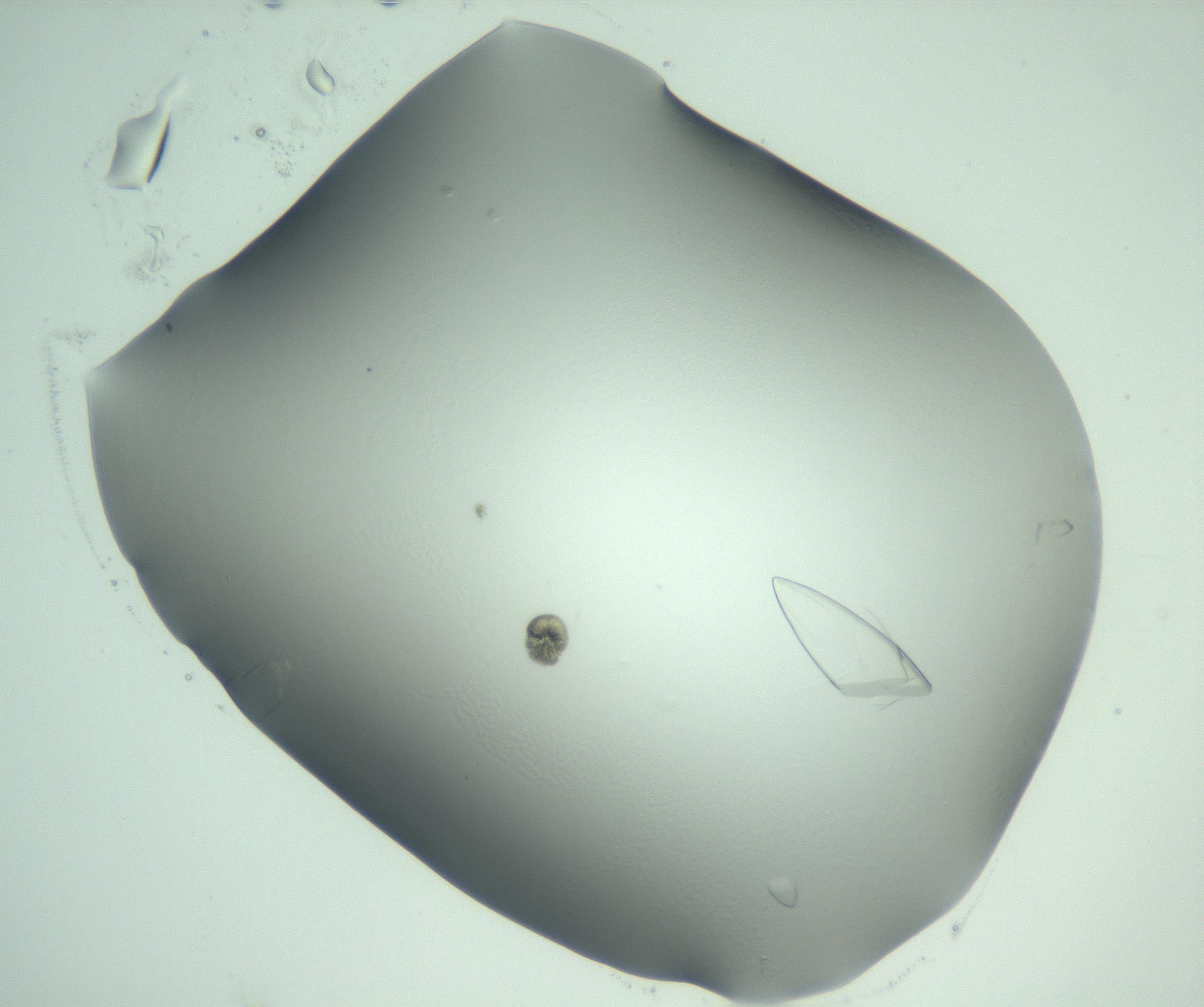 RI01_03_000_0212_Proj1_Clon1_MC_0000MC103075_004_161130_02_01_02_00_99_002_001_RAI.jpg