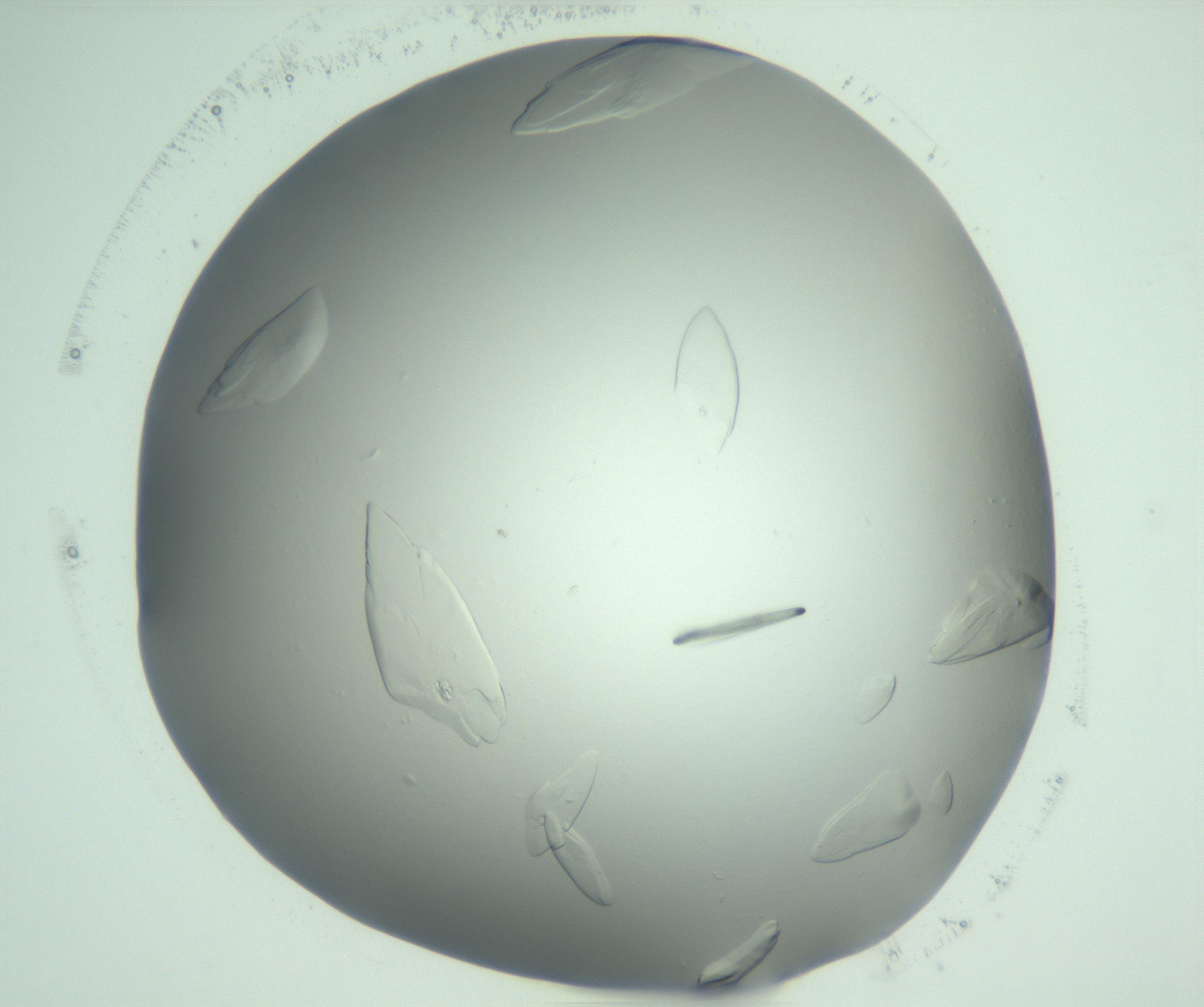 RI01_03_000_0212_Proj1_Clon1_MC_0000MC103075_004_161130_05_02_02_00_99_002_001_RAI.jpg