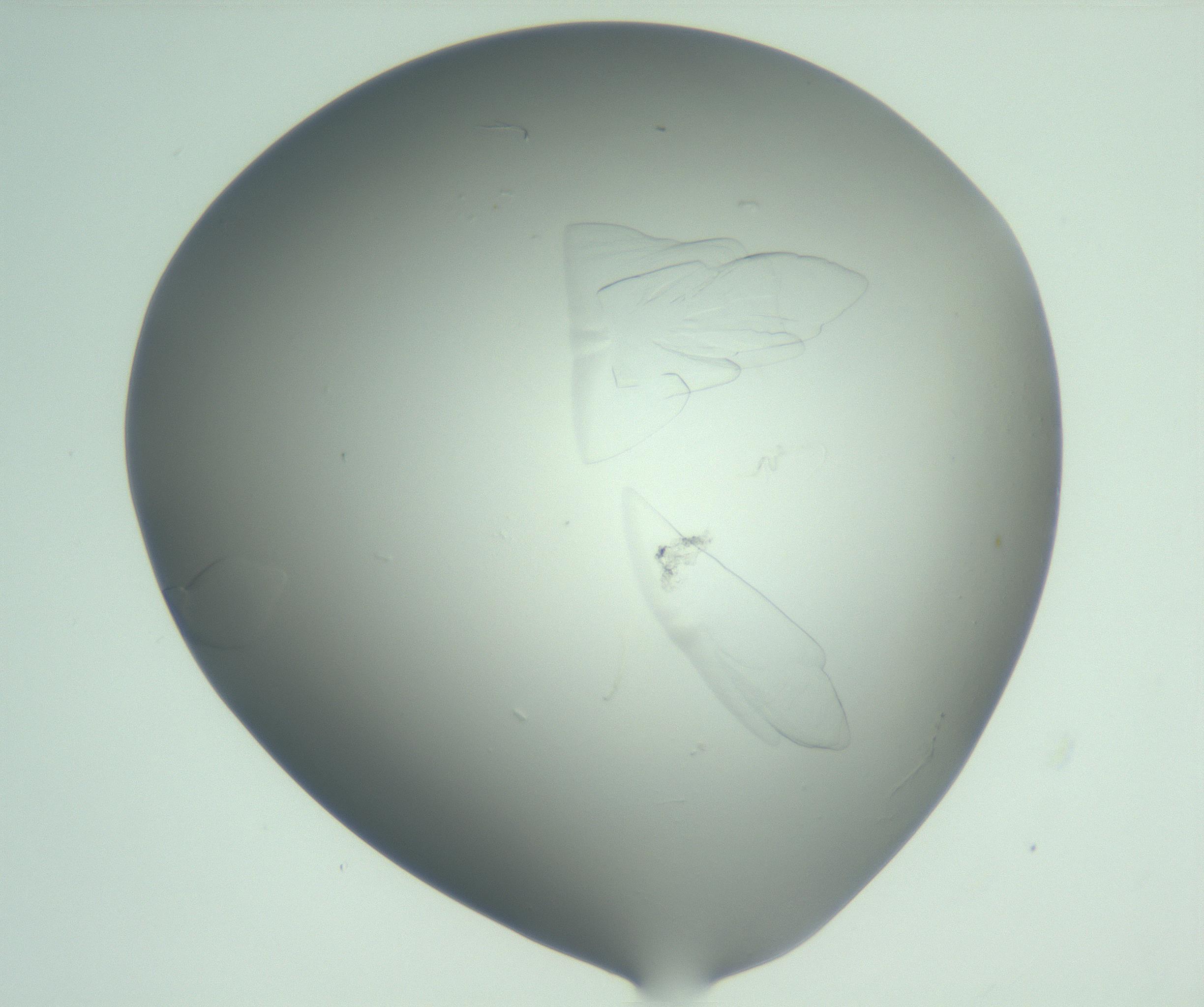 RI01_03_000_0212_Proj1_Clon1_MC_0000MC103075_004_161130_06_02_01_00_99_002_001_RAI.jpg