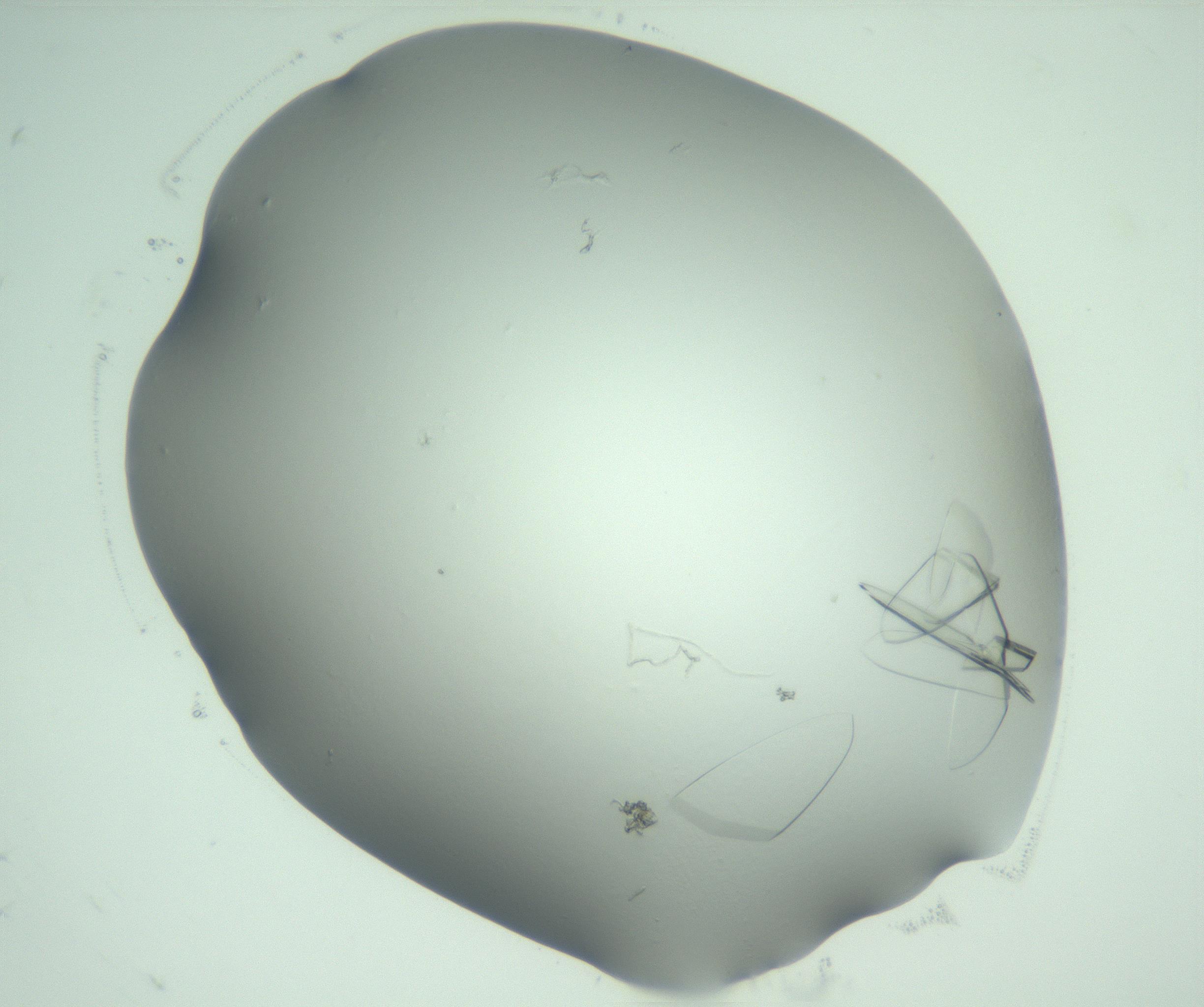 RI01_03_000_0212_Proj1_Clon1_MC_0000MC103075_004_161130_08_01_02_00_99_002_001_RAI.jpg