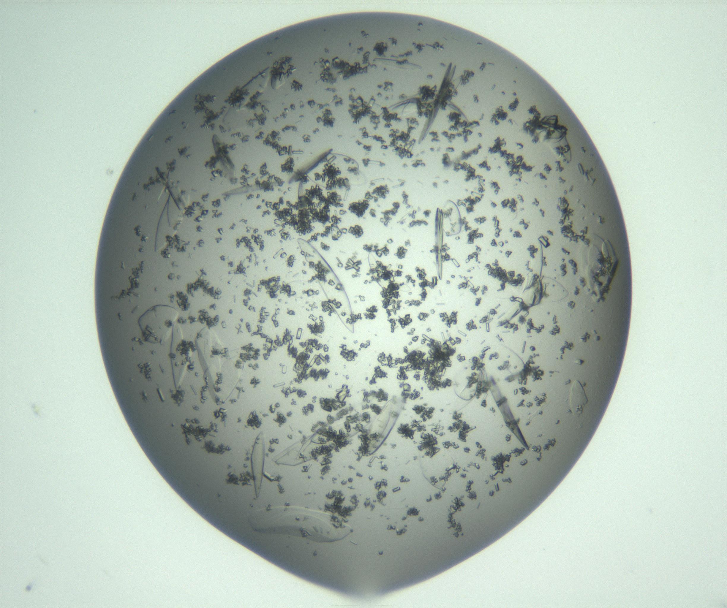 RI01_03_000_0212_Proj1_Clon1_MC_0000MC103075_004_161130_10_02_01_00_99_002_001_RAI.jpg