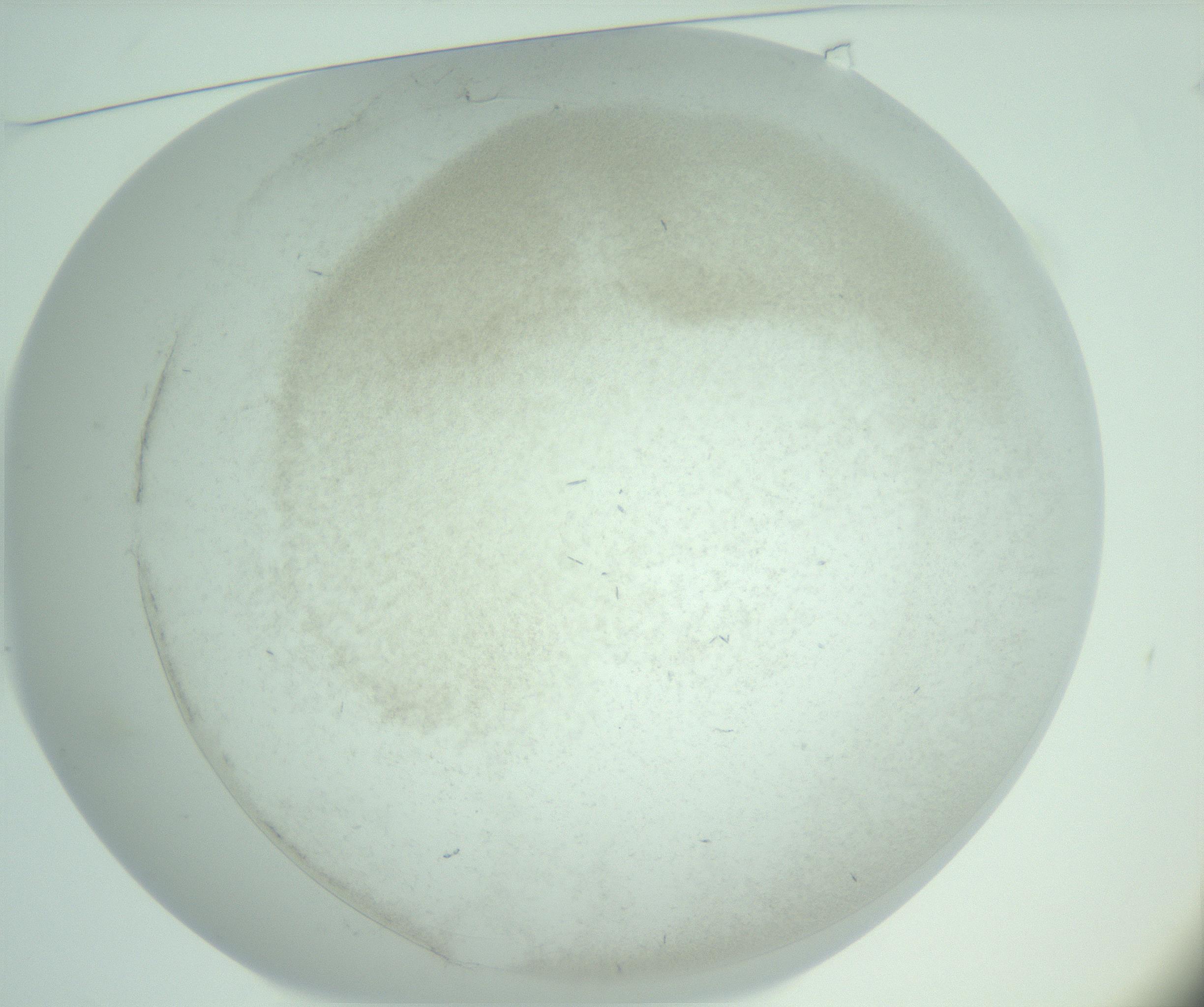 RI01_03_000_0212_Proj1_Clon1_MC_0000MC103078_004_161204_01_01_01_00_99_002_001_RAI.jpg