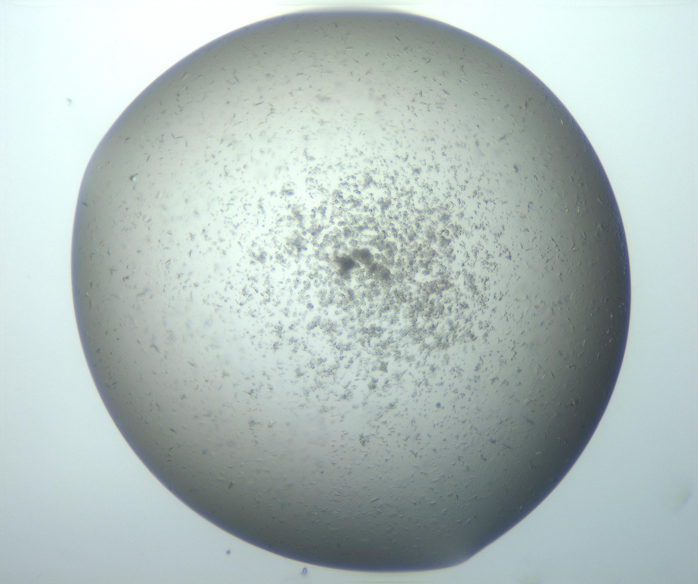 RI01_03_000_0212_Proj1_Clon1_MC_0000MC103080_005_161204_06_07_02_00_99_002_001_RAI.jpg