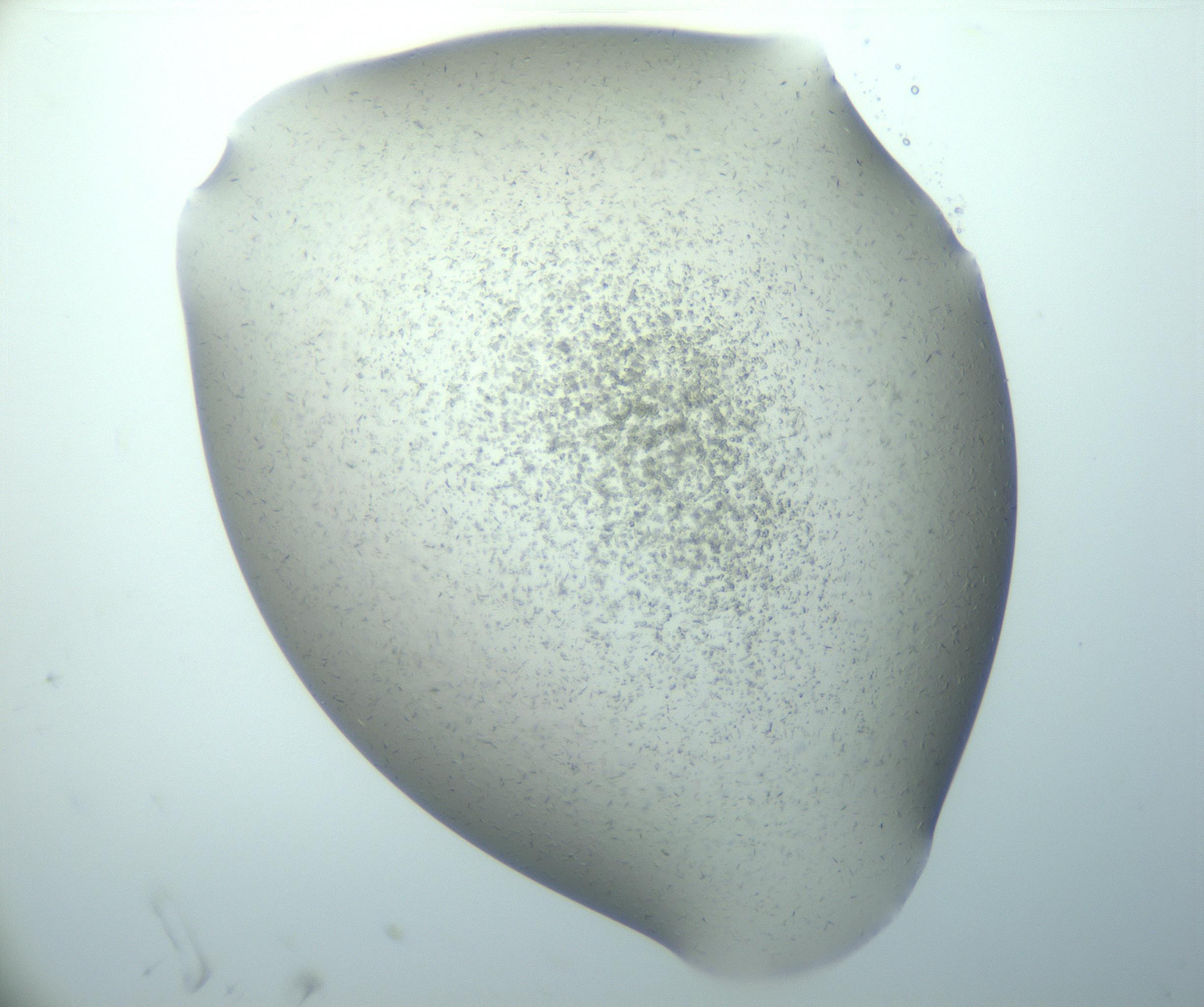 RI01_03_000_0212_Proj1_Clon1_MC_0000MC103080_009_161220_06_01_02_00_99_002_001_RAI.jpg