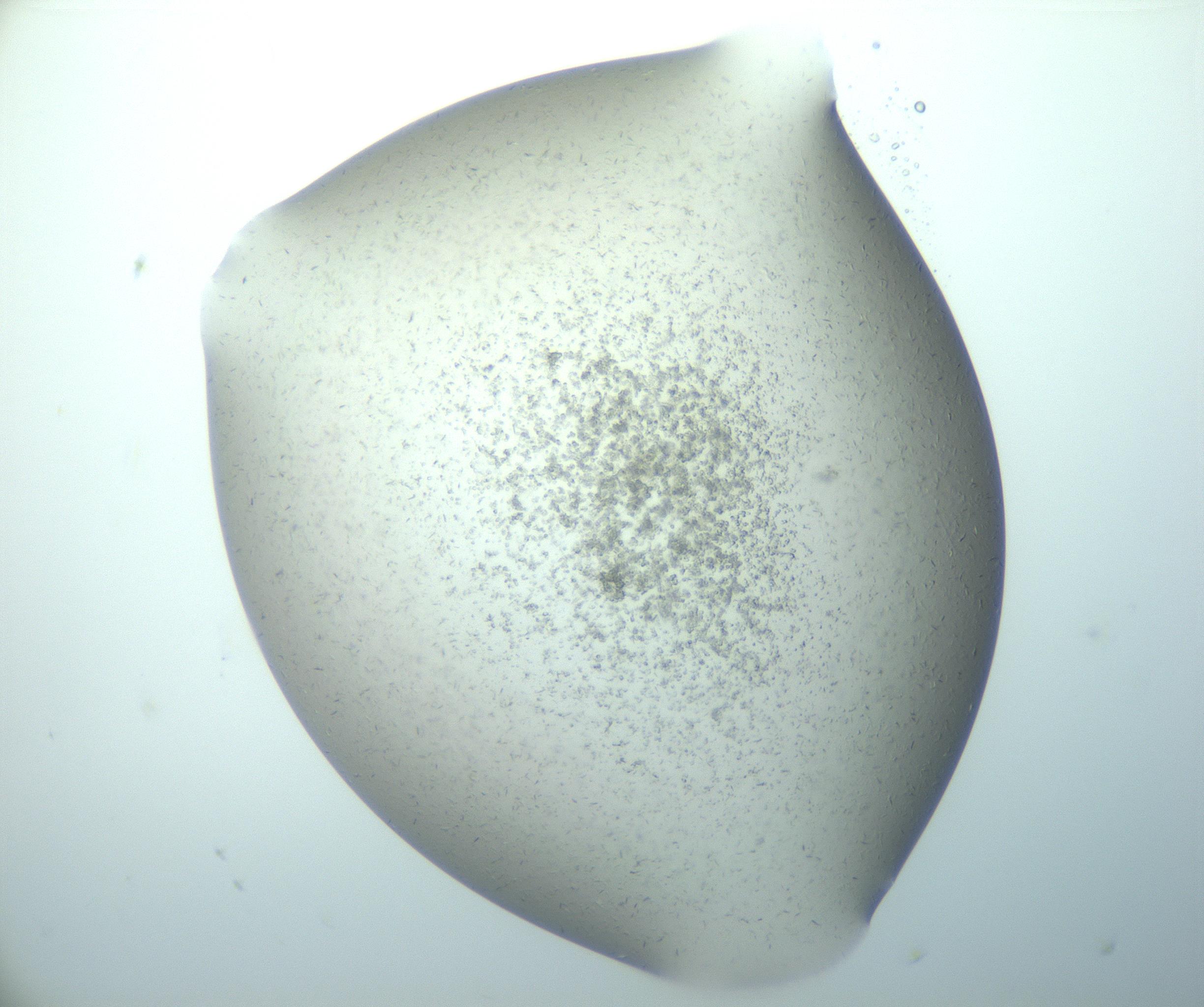 RI01_03_000_0212_Proj1_Clon1_MC_0000MC103080_009_161220_06_02_02_00_99_002_001_RAI.jpg