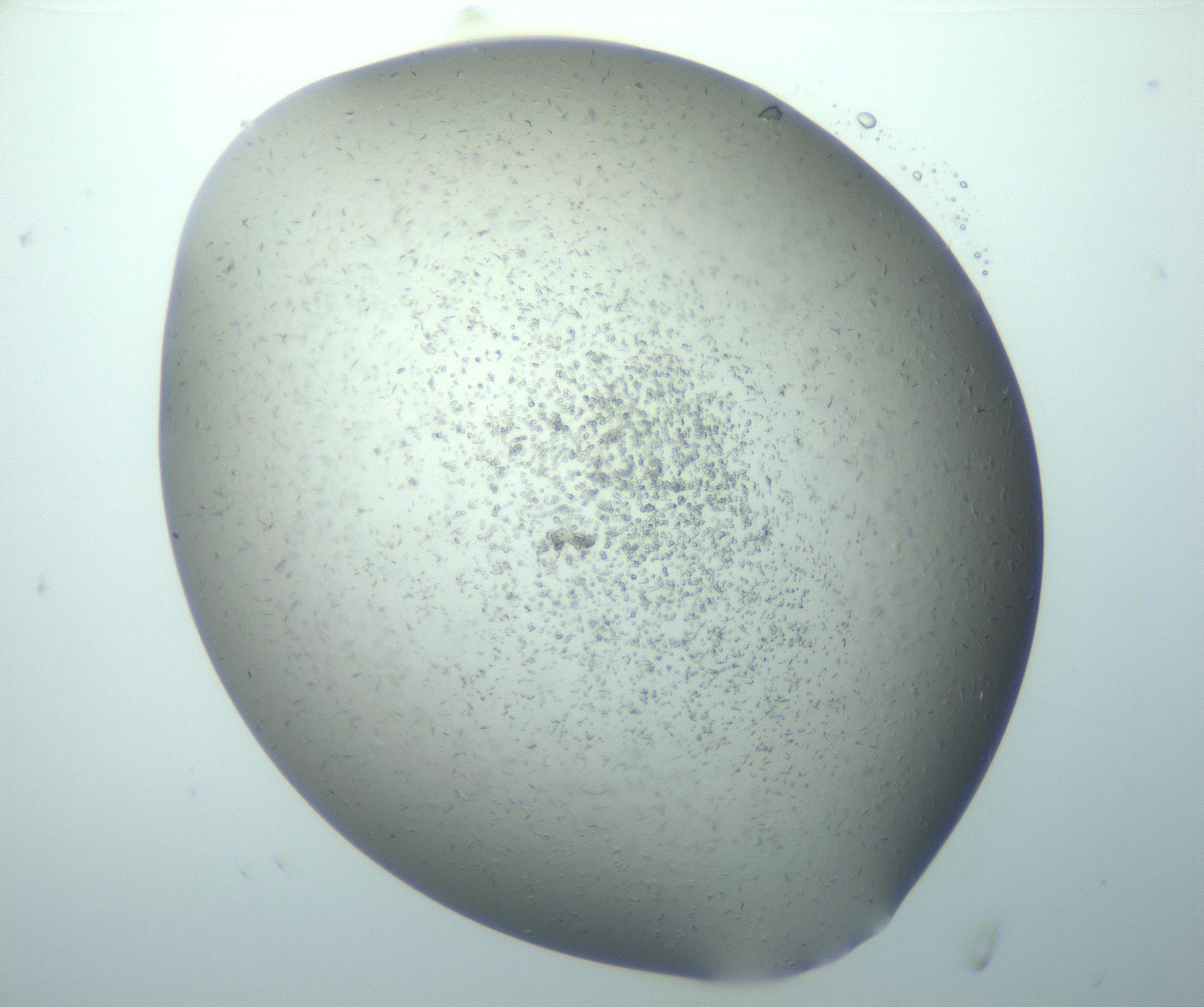 RI01_03_000_0212_Proj1_Clon1_MC_0000MC103080_009_161220_06_03_02_00_99_002_001_RAI.jpg