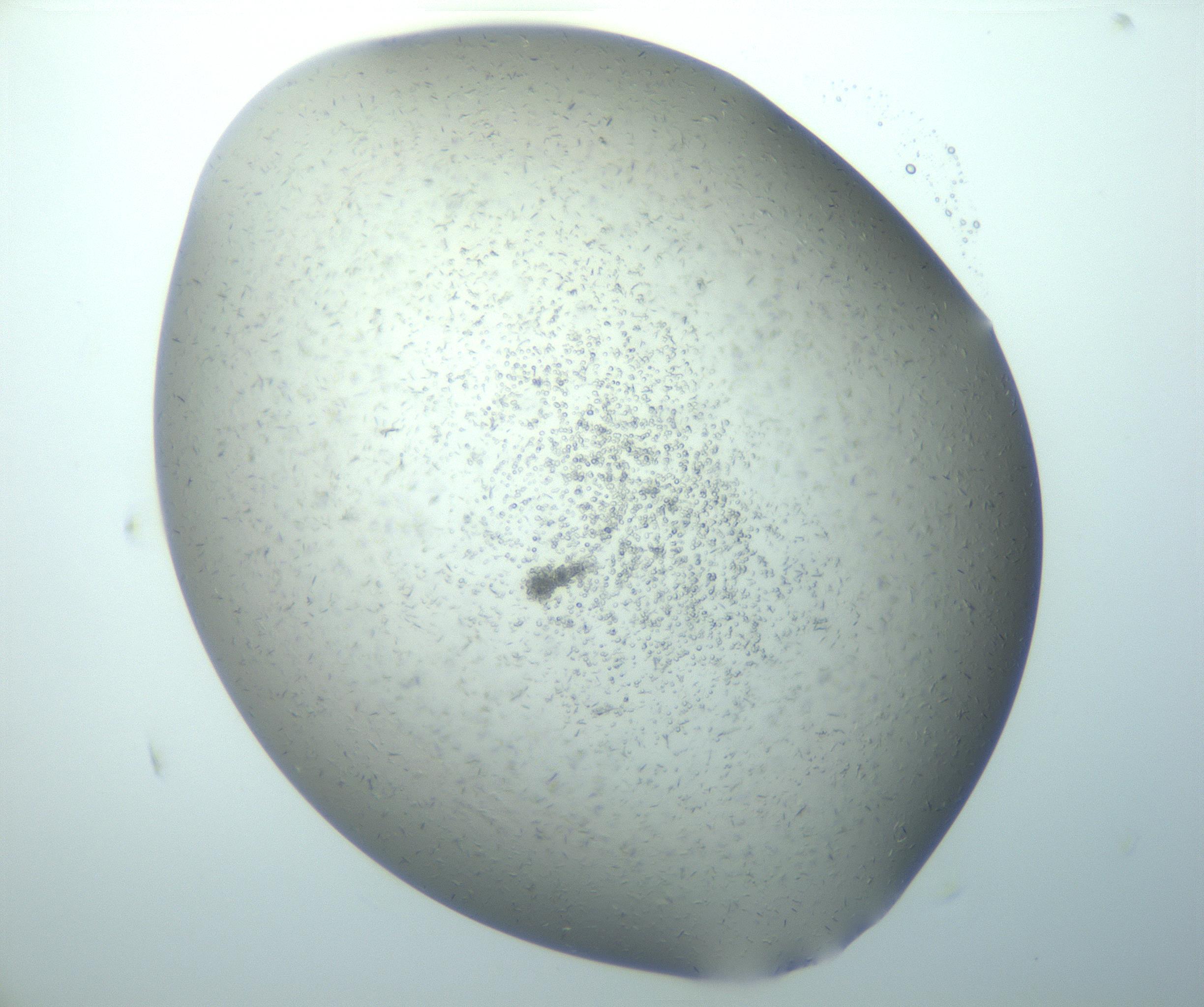 RI01_03_000_0212_Proj1_Clon1_MC_0000MC103080_009_161220_06_04_02_00_99_002_001_RAI.jpg