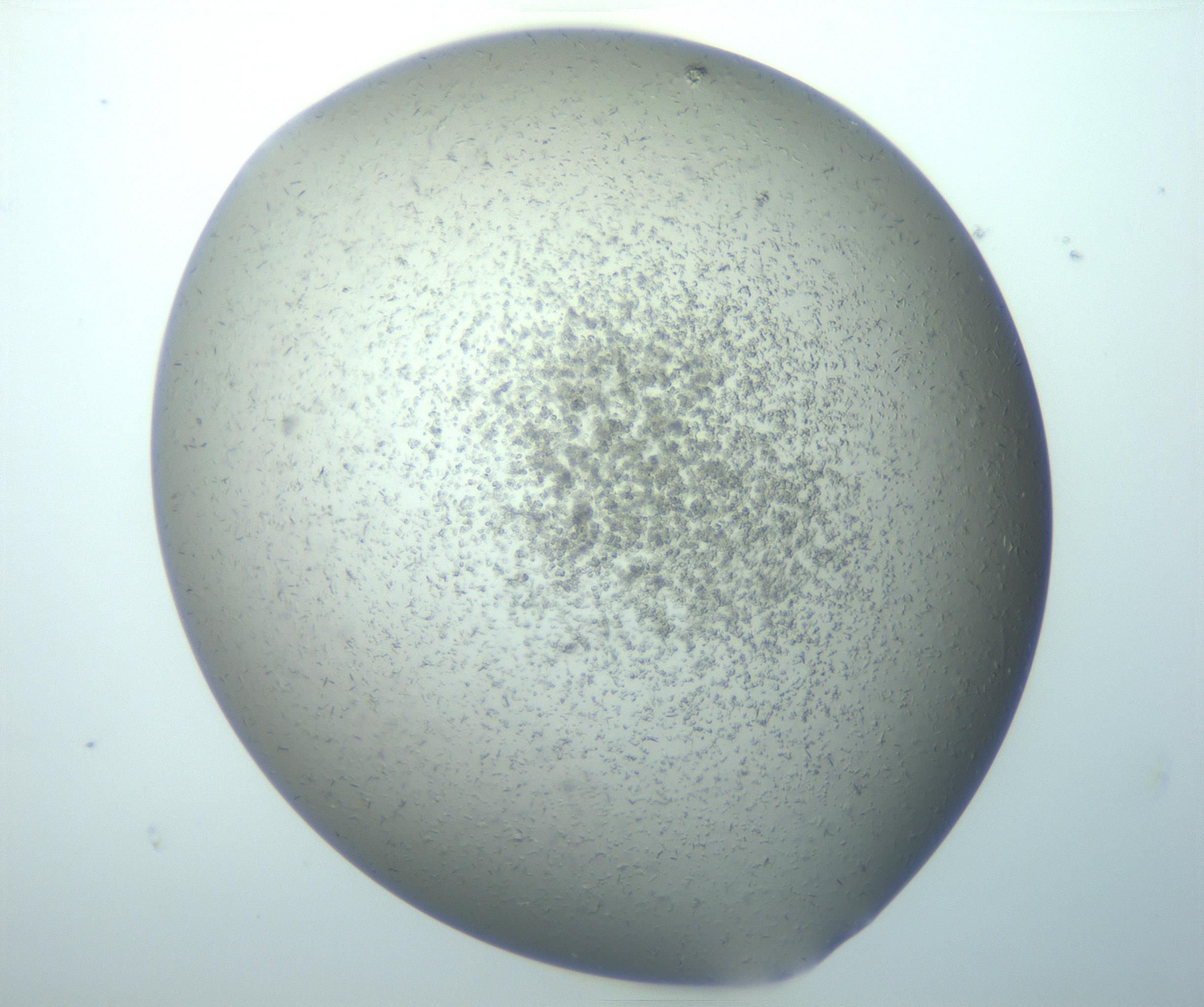 RI01_03_000_0212_Proj1_Clon1_MC_0000MC103080_009_161220_06_06_02_00_99_002_001_RAI.jpg
