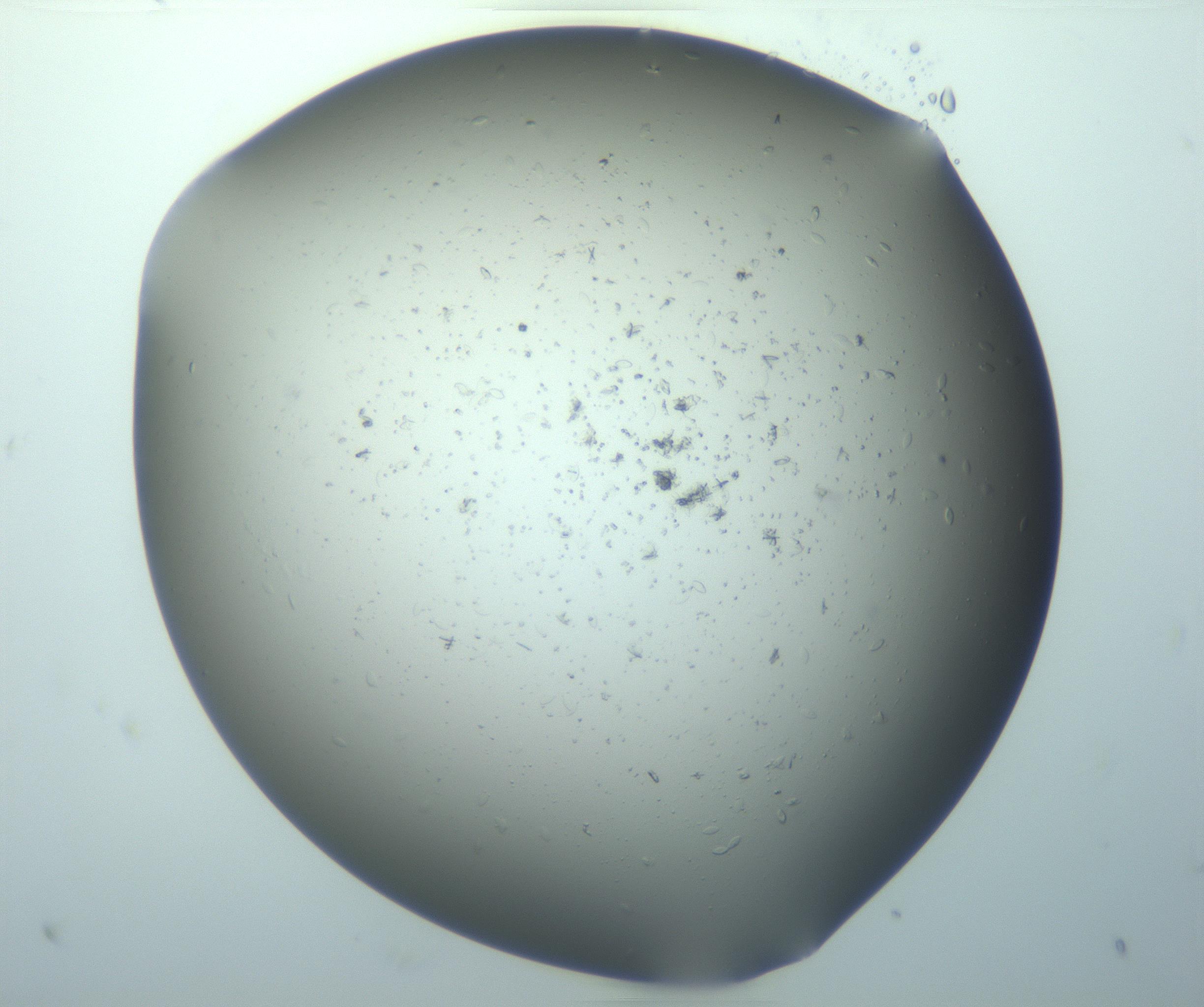 RI01_03_000_0212_Proj1_Clon1_MC_0000MC103080_009_161220_07_01_01_00_99_002_001_RAI.jpg