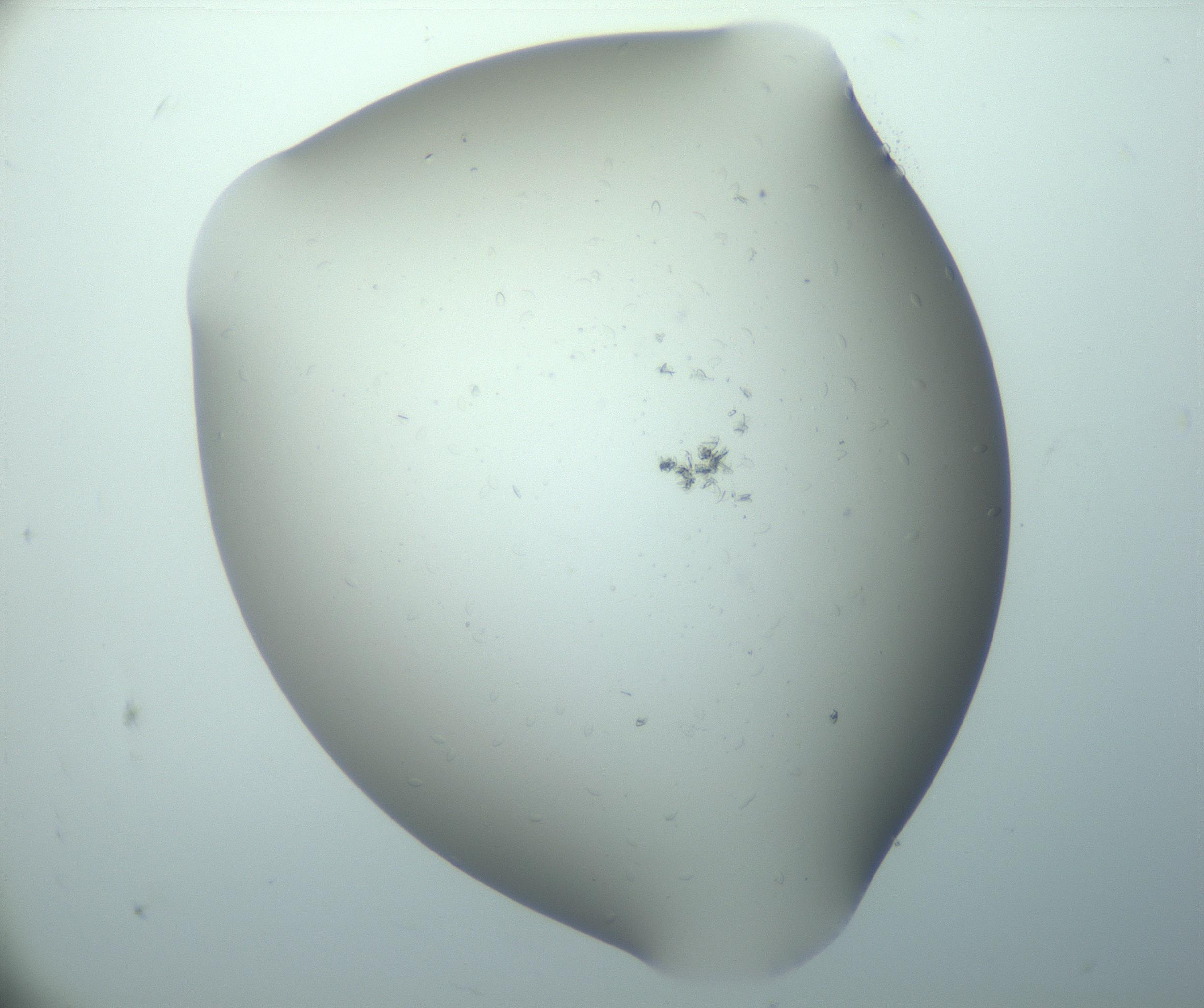 RI01_03_000_0212_Proj1_Clon1_MC_0000MC103080_009_161220_07_01_02_00_99_002_001_RAI.jpg