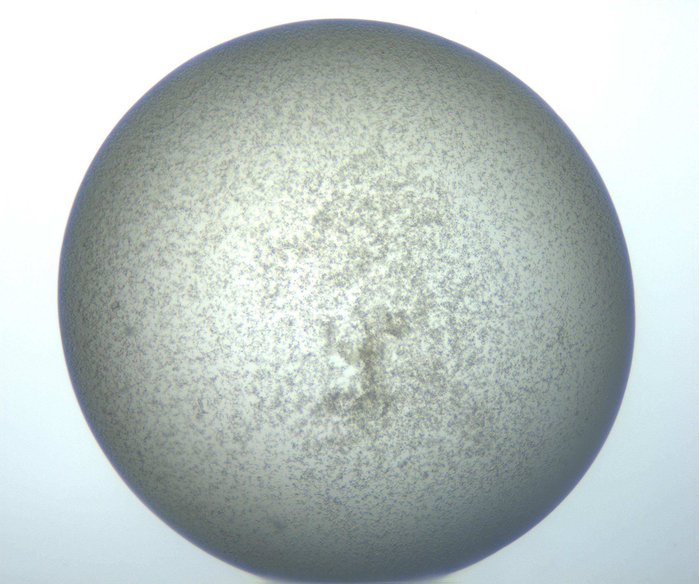 RI01_03_000_0212_Proj1_Clon1_MC_0000MC103084_002_161201_03_03_01_00_99_002_001_RAI.jpg