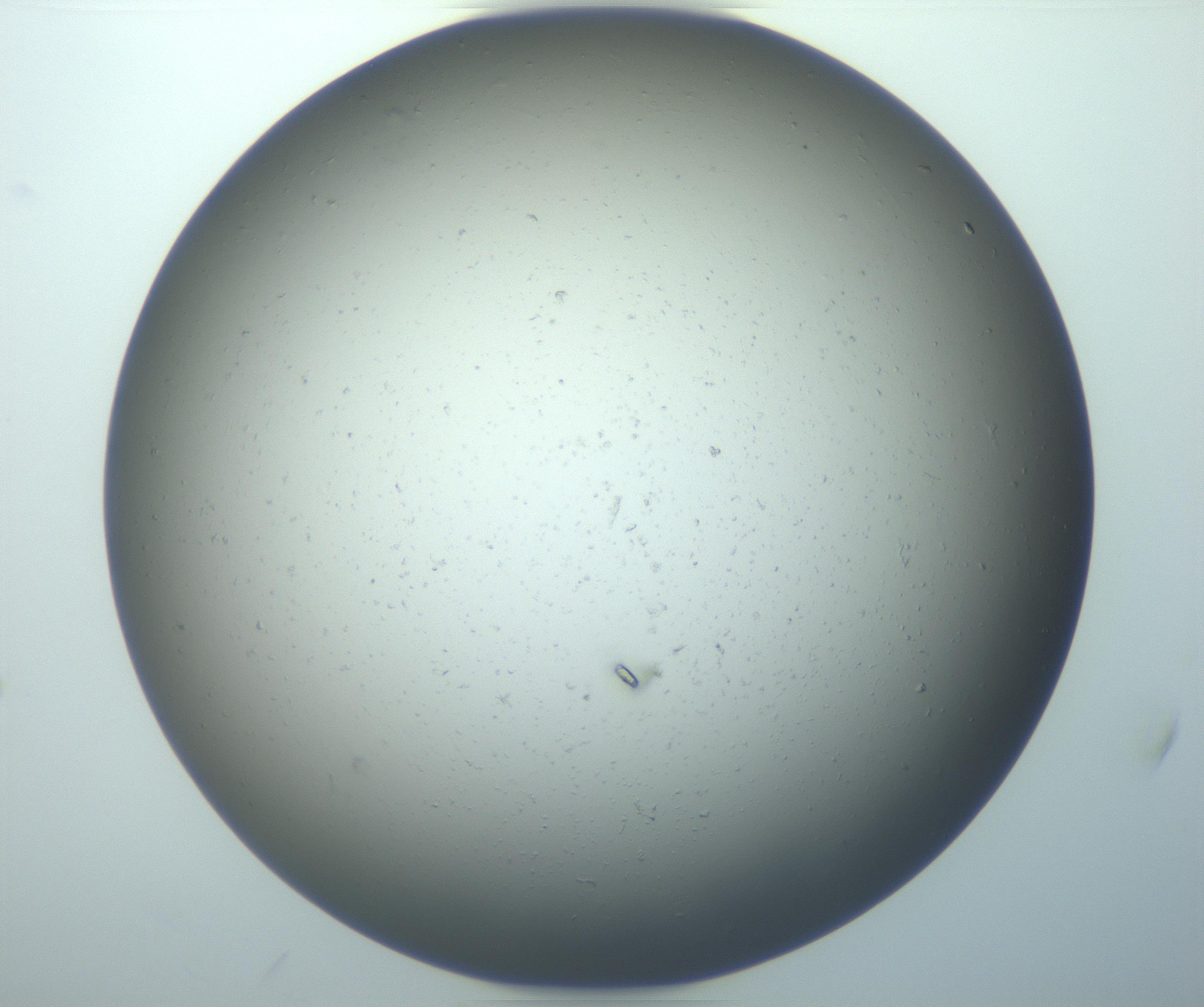 RI01_03_000_0212_Proj1_Clon1_MC_0000MC103088_002_161201_08_05_02_00_99_002_001_RAI.jpg