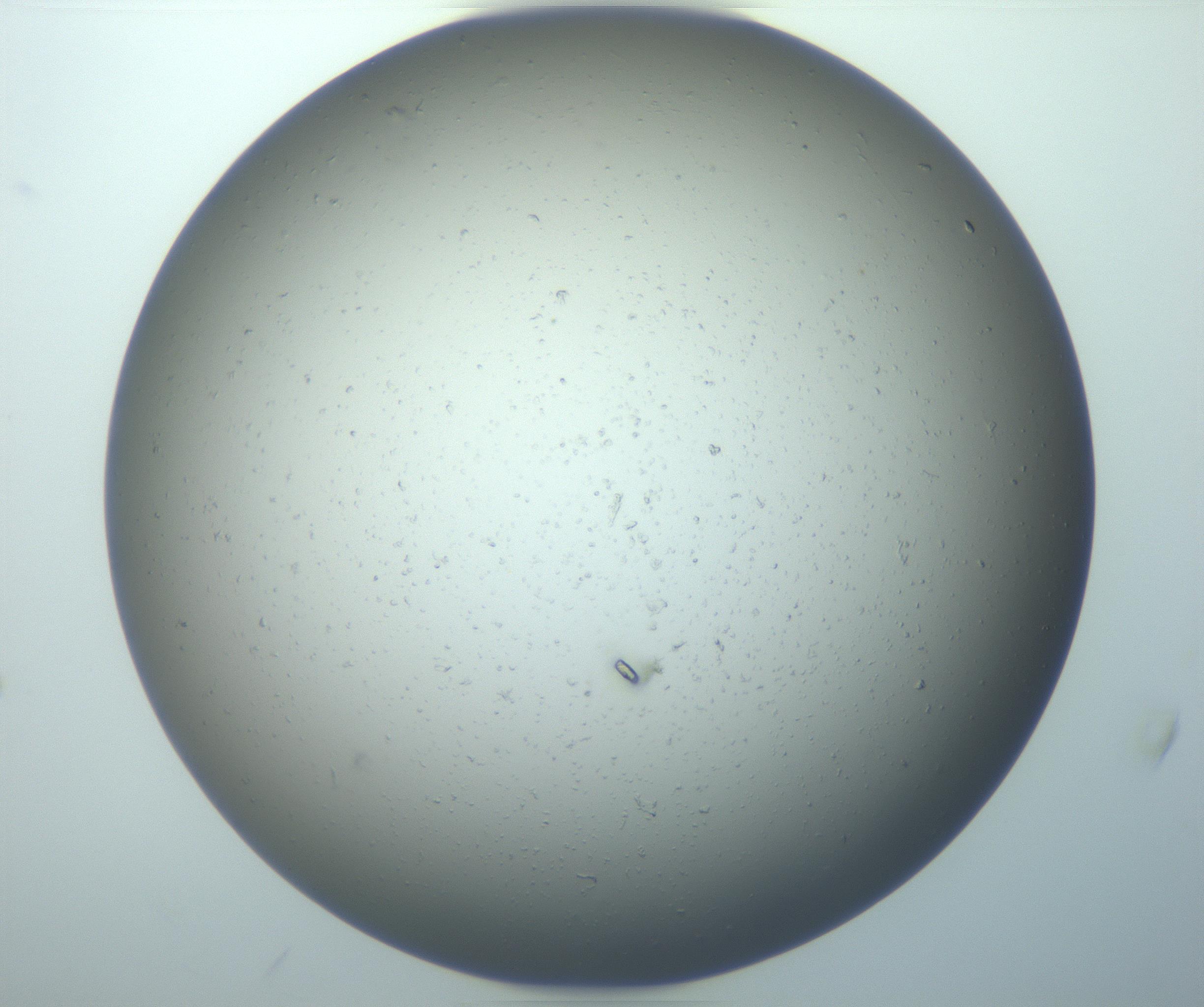 RI01_03_000_0212_Proj1_Clon1_MC_0000MC103088_003_161202_08_05_02_00_99_002_001_RAI.jpg