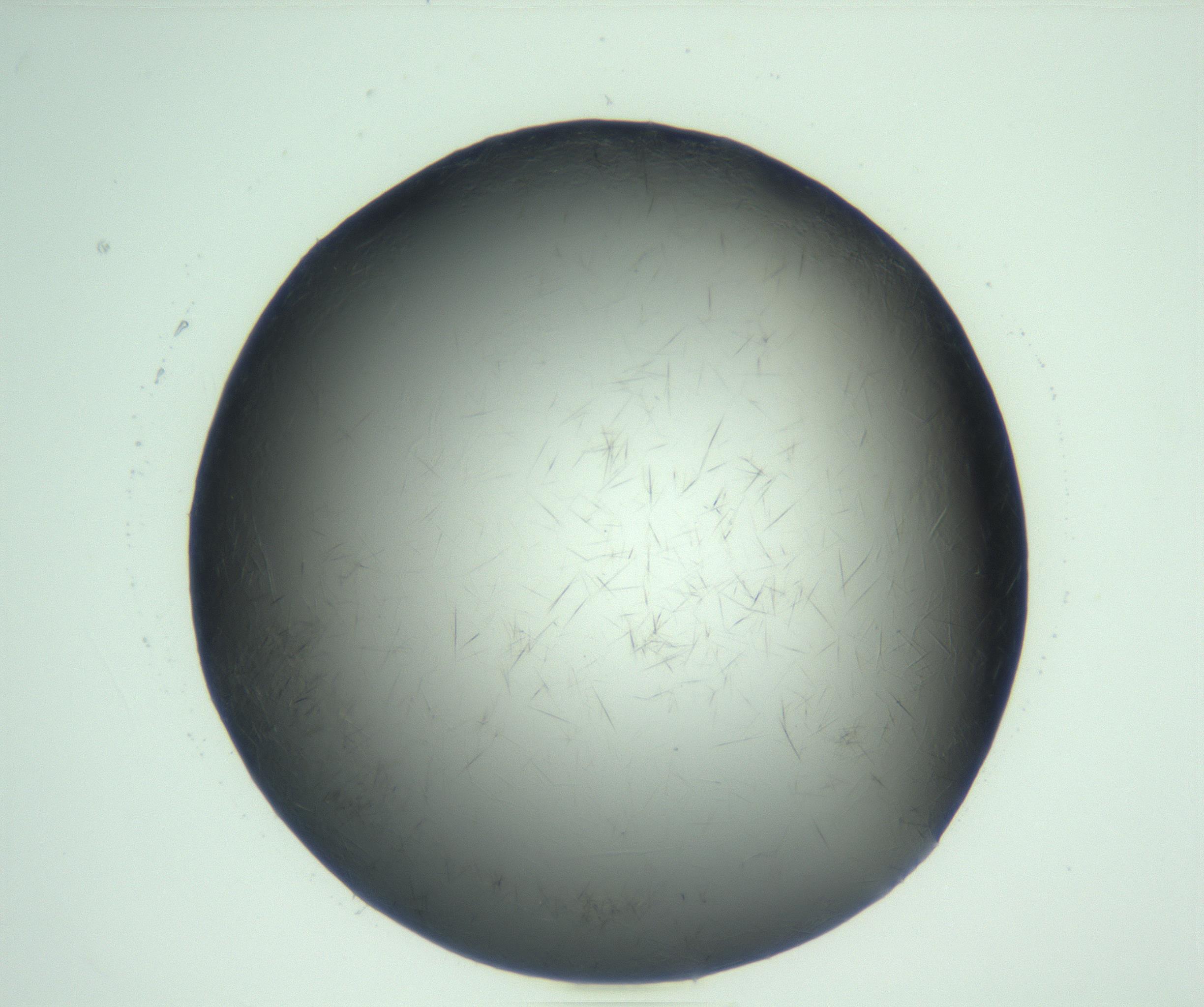 RI01_03_000_0212_Proj1_Clon1_MC_0000MC103093_003_161204_10_02_01_00_99_002_001_RAI.jpg