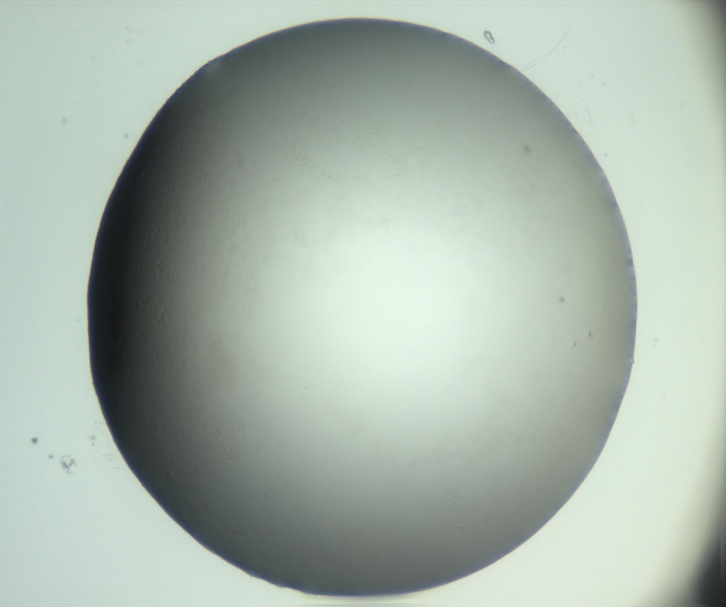 RI01_03_000_0212_Proj1_Clon1_MC_0000MC103093_004_161206_01_05_01_00_99_002_001_RAI.jpg