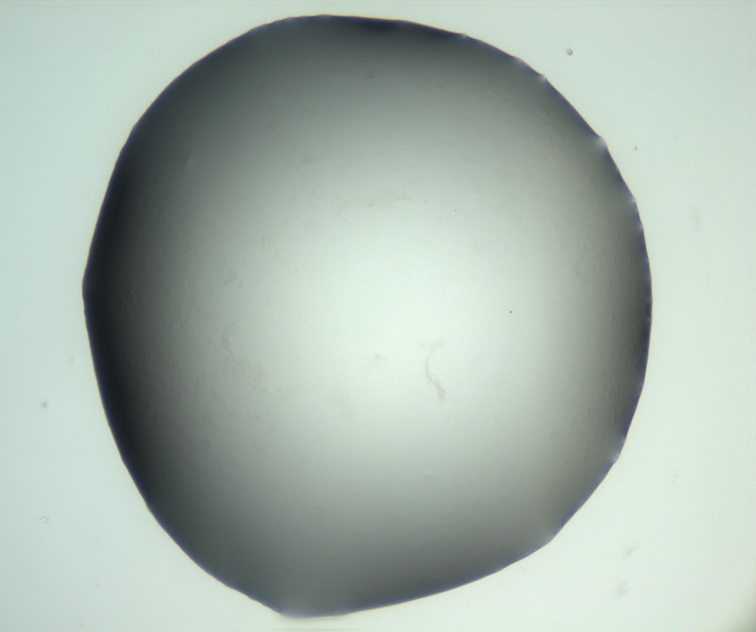 RI01_03_000_0212_Proj1_Clon1_MC_0000MC103093_004_161206_02_02_02_00_99_002_001_RAI.jpg