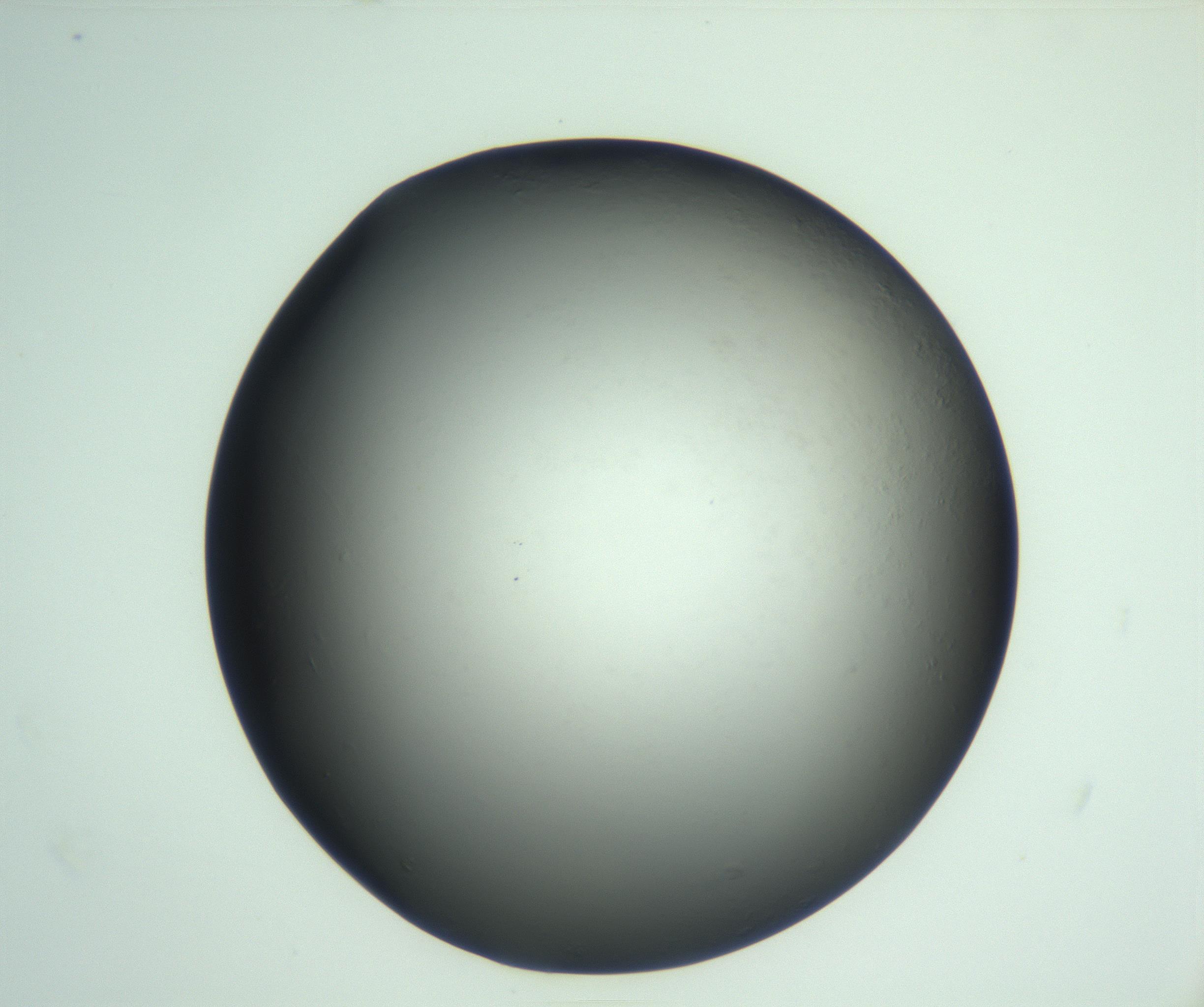 RI01_03_000_0212_Proj1_Clon1_MC_0000MC103093_004_161206_05_03_02_00_99_002_001_RAI.jpg