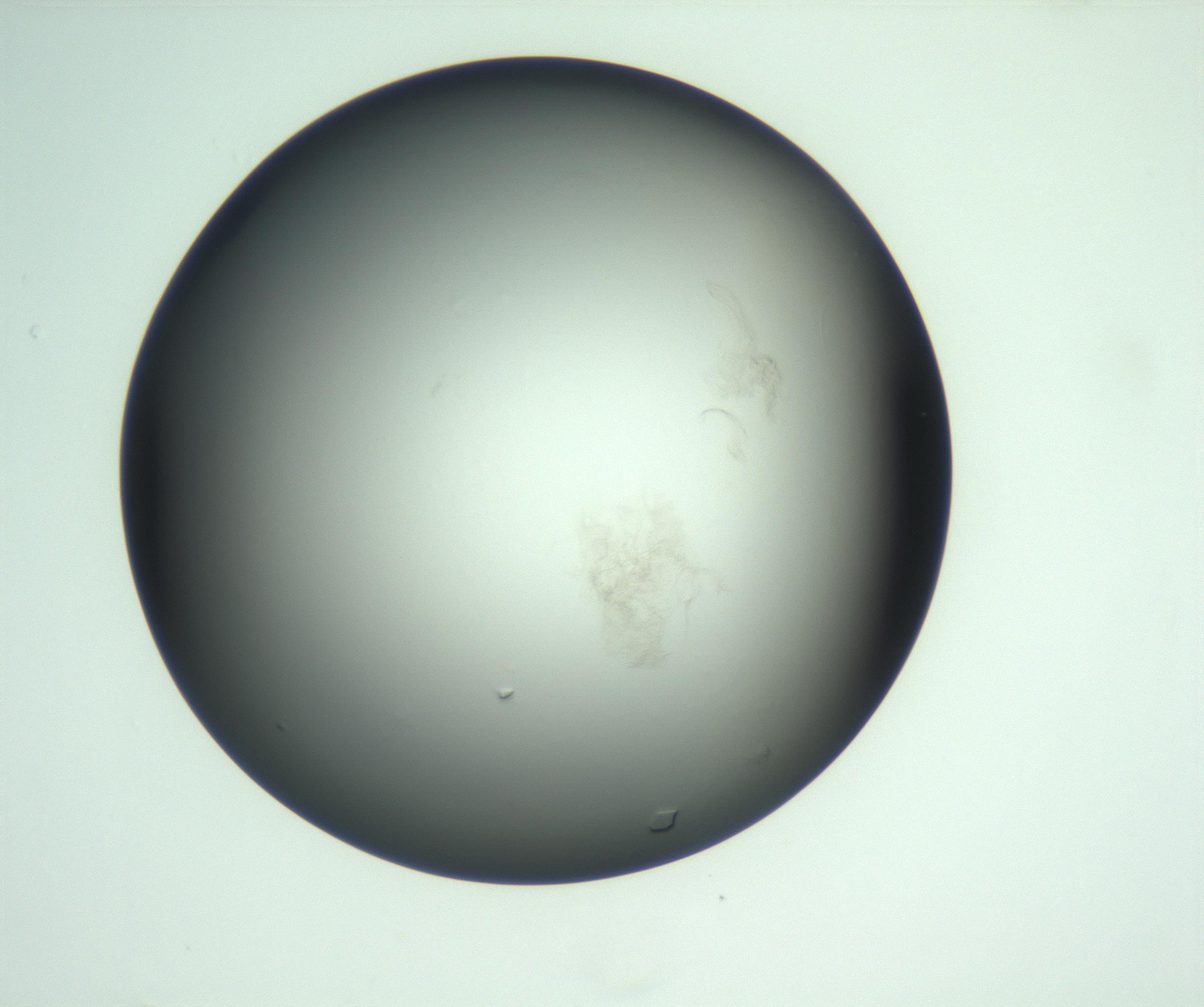 RI01_03_000_0212_Proj1_Clon1_MC_0000MC103093_004_161206_07_02_02_00_99_002_001_RAI.jpg