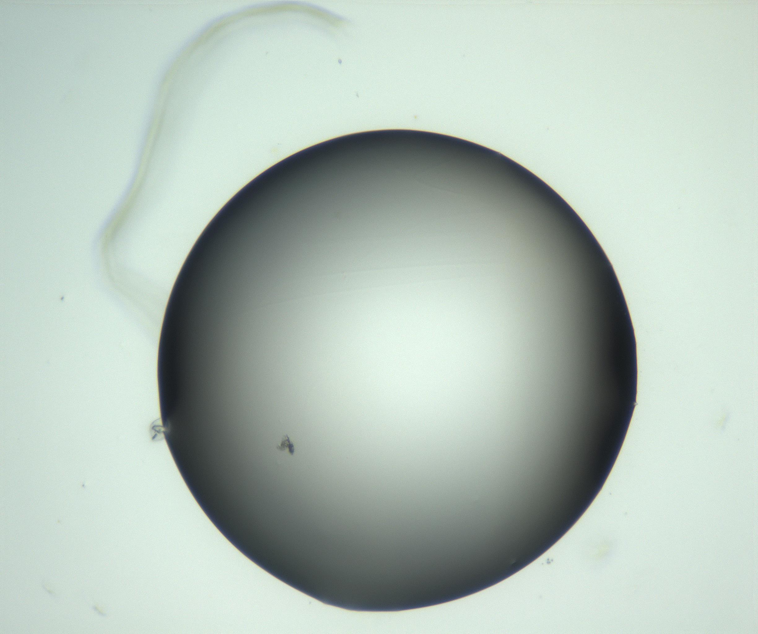 RI01_03_000_0212_Proj1_Clon1_MC_0000MC103093_004_161206_09_03_02_00_99_002_001_RAI.jpg