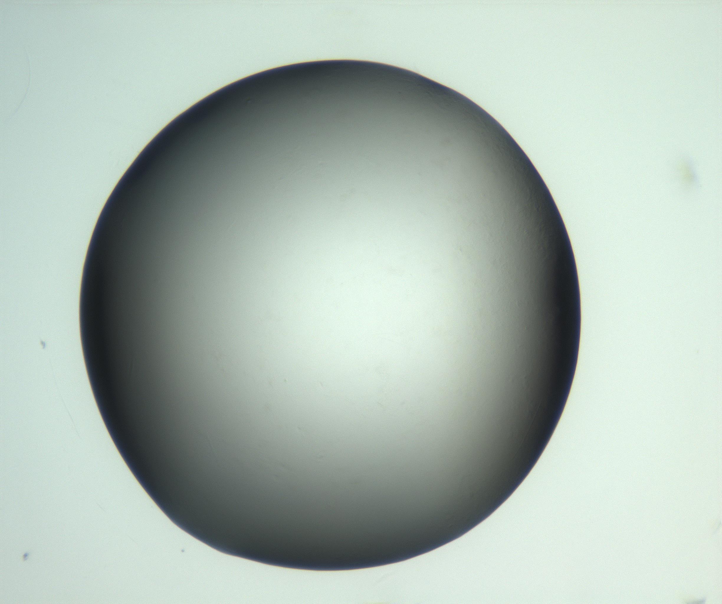RI01_03_000_0212_Proj1_Clon1_MC_0000MC103093_005_161208_02_08_02_00_99_002_001_RAI.jpg