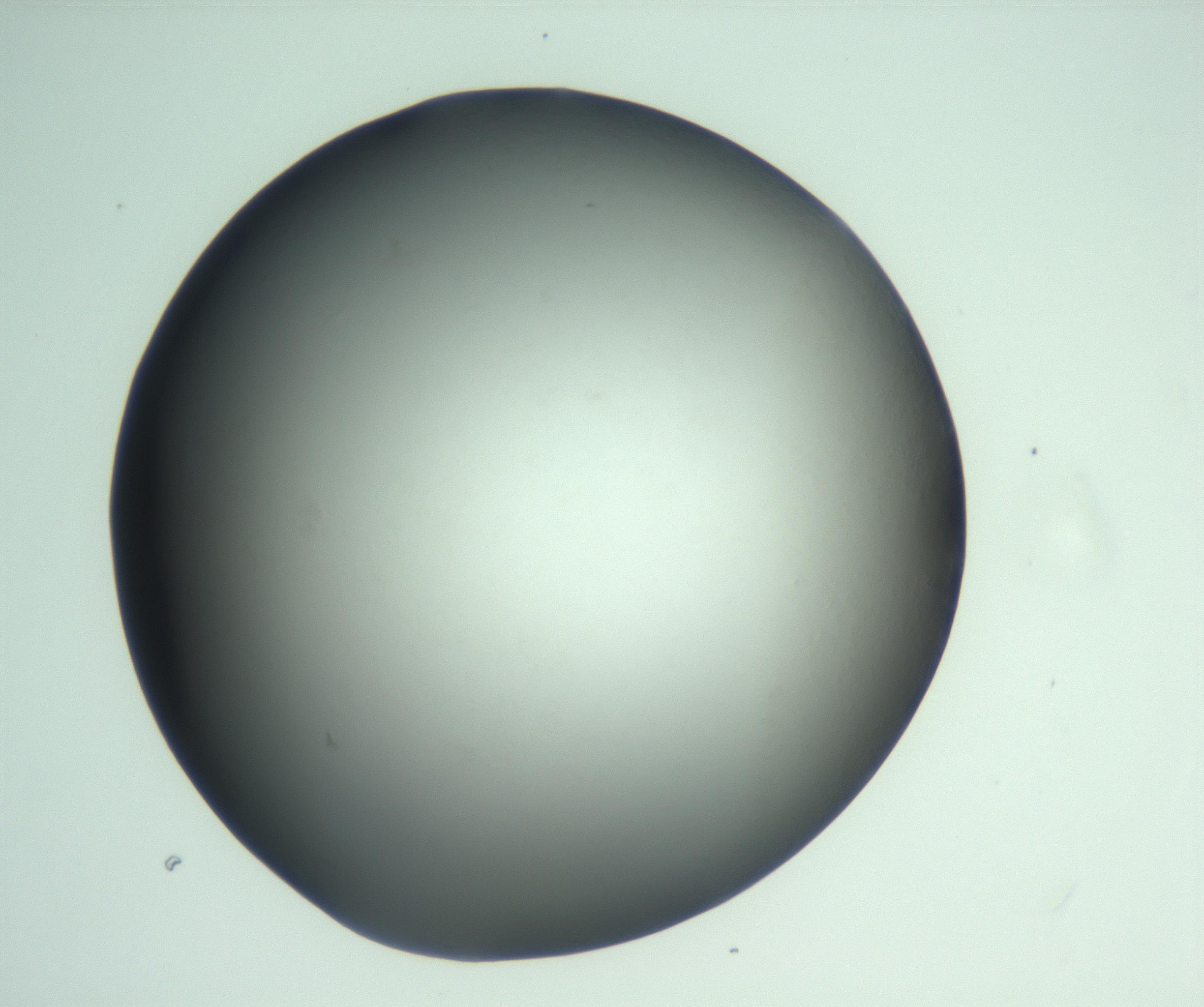 RI01_03_000_0212_Proj1_Clon1_MC_0000MC103093_005_161208_03_06_02_00_99_002_001_RAI.jpg