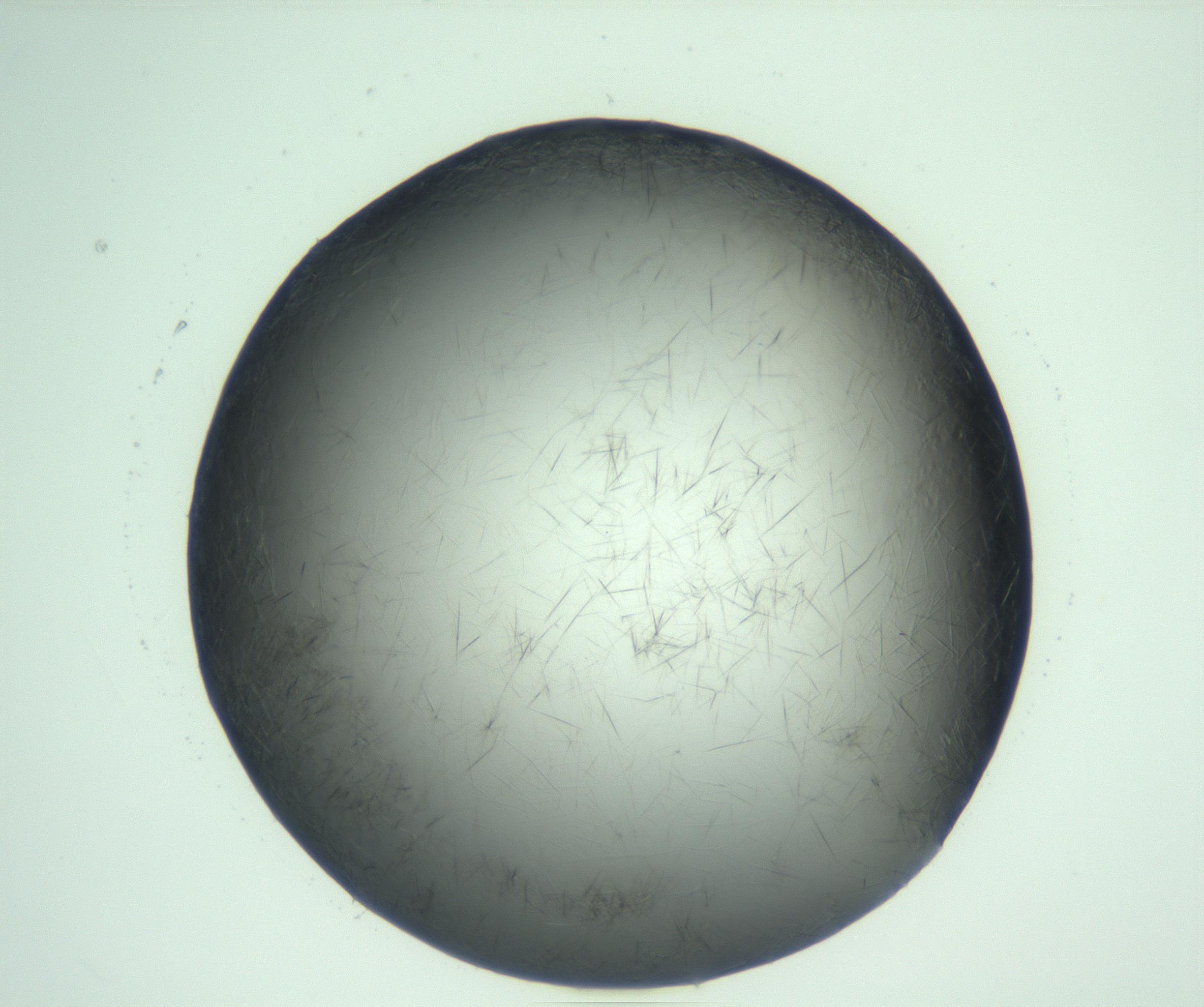 RI01_03_000_0212_Proj1_Clon1_MC_0000MC103093_006_161211_10_02_01_00_99_002_001_RAI.jpg