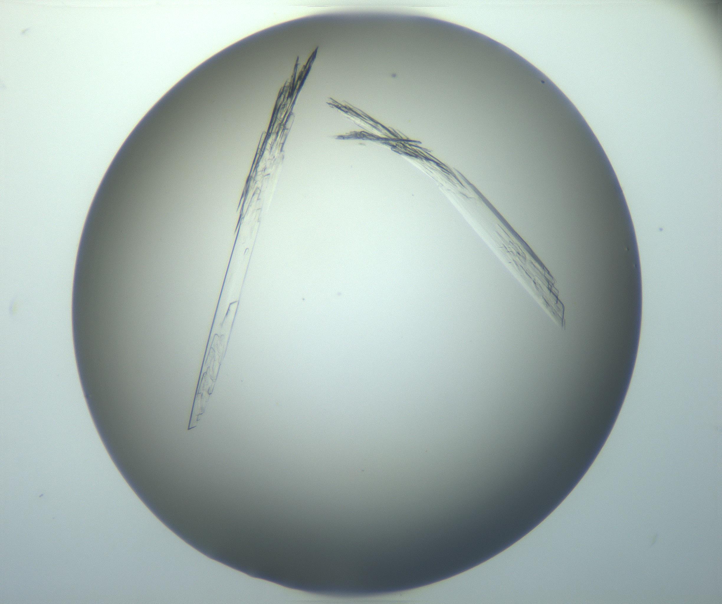 RI01_03_000_0212_Proj1_Clon1_MC_0000MC103094_003_161205_02_04_02_00_99_002_001_RAI.jpg