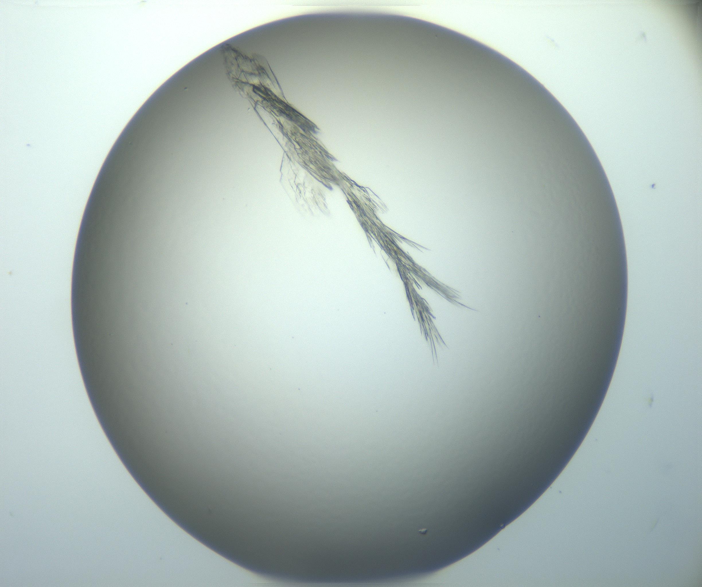 RI01_03_000_0212_Proj1_Clon1_MC_0000MC103094_003_161205_04_03_02_00_99_002_001_RAI.jpg