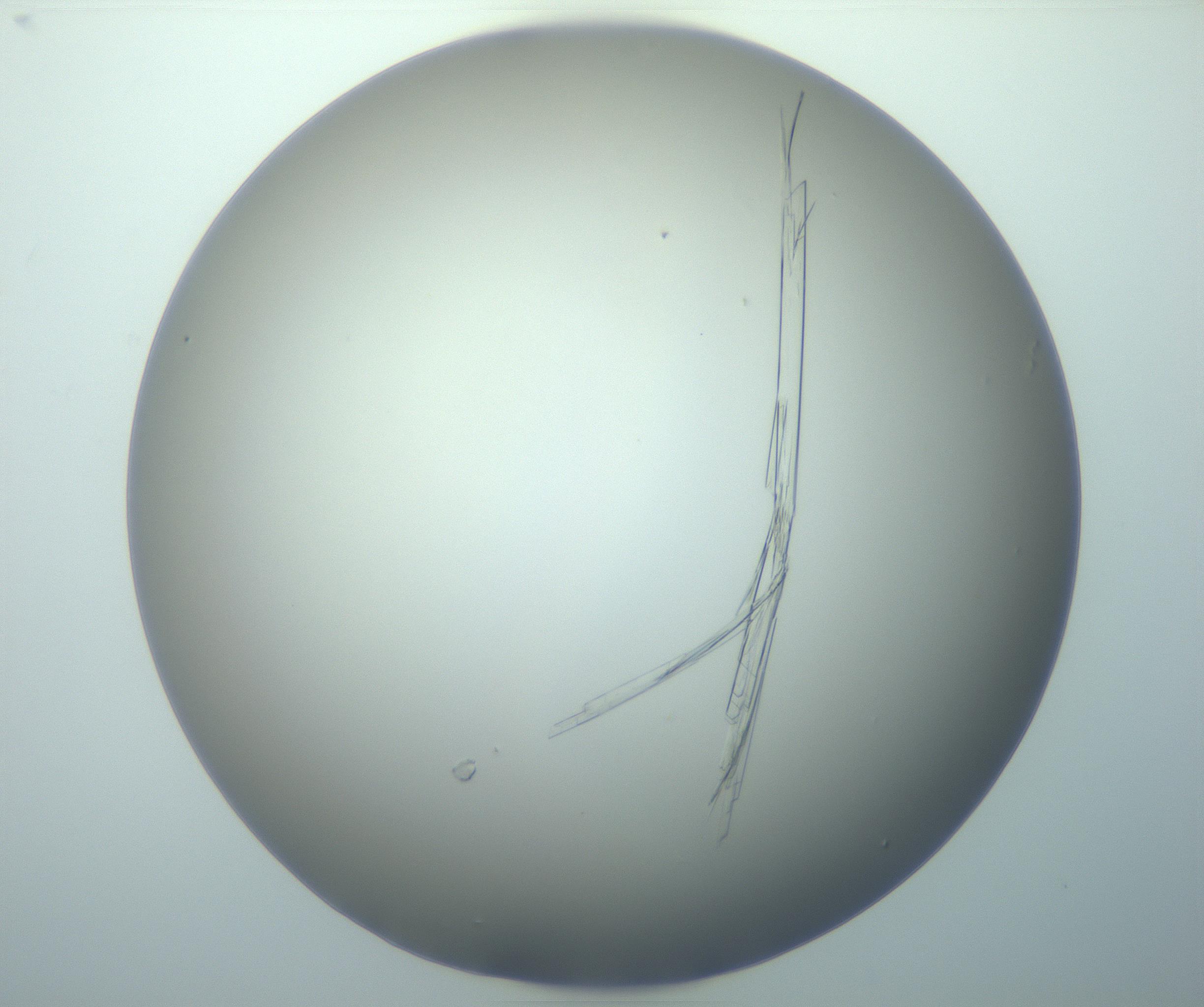 RI01_03_000_0212_Proj1_Clon1_MC_0000MC103094_003_161205_07_03_02_00_99_002_001_RAI.jpg