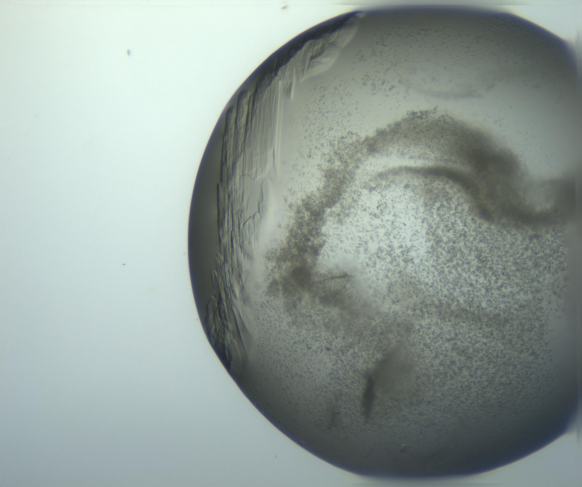 RI01_03_000_0212_Proj1_Clon1_MC_0000MC103095_003_161205_02_03_02_00_99_002_001_RAI.jpg