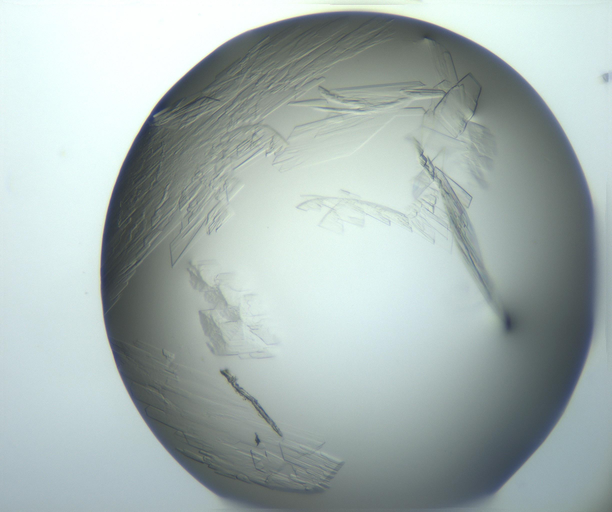 RI01_03_000_0212_Proj1_Clon1_MC_0000MC103095_003_161205_03_01_02_00_99_002_001_RAI.jpg