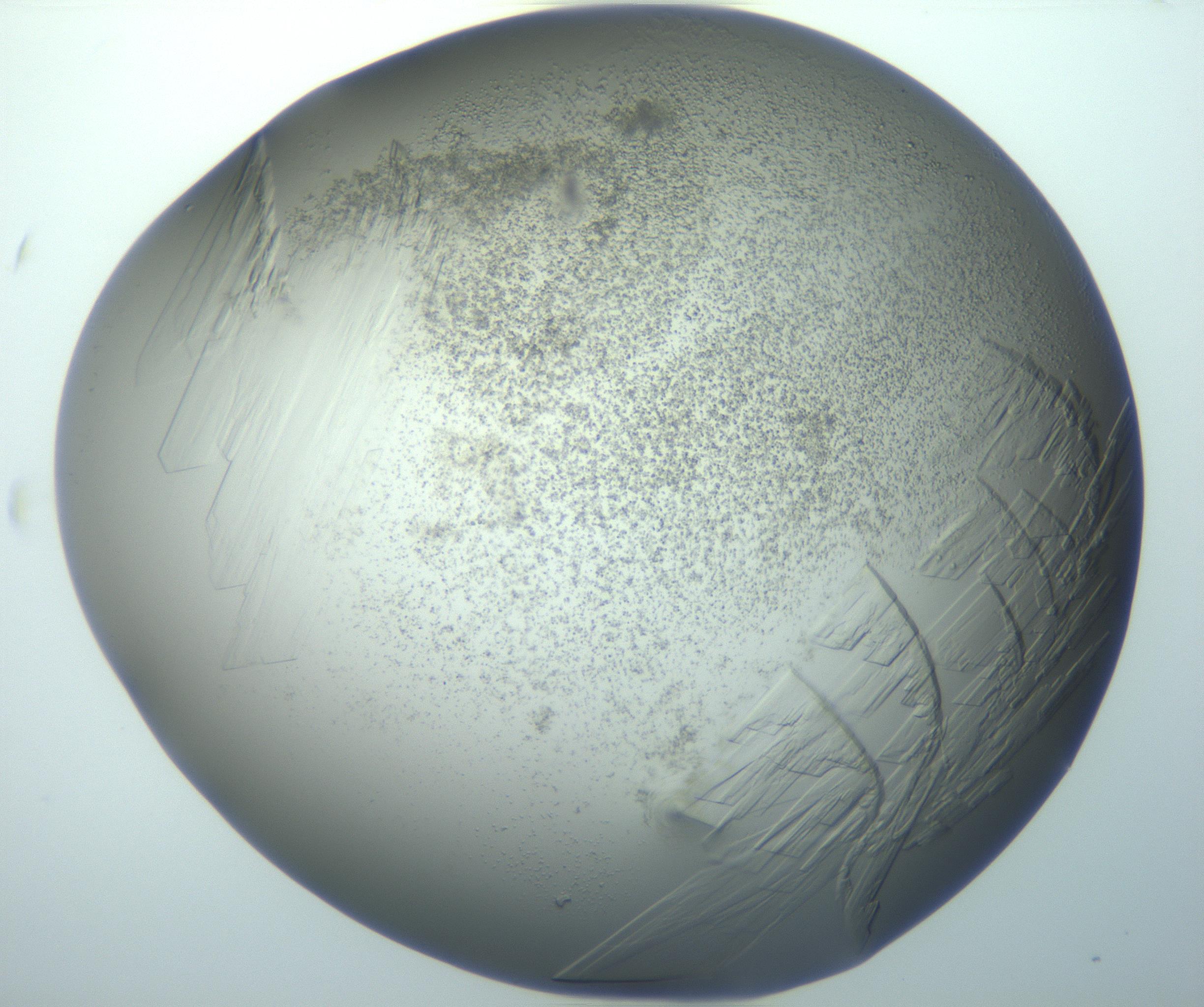 RI01_03_000_0212_Proj1_Clon1_MC_0000MC103095_003_161205_03_06_02_00_99_002_001_RAI.jpg
