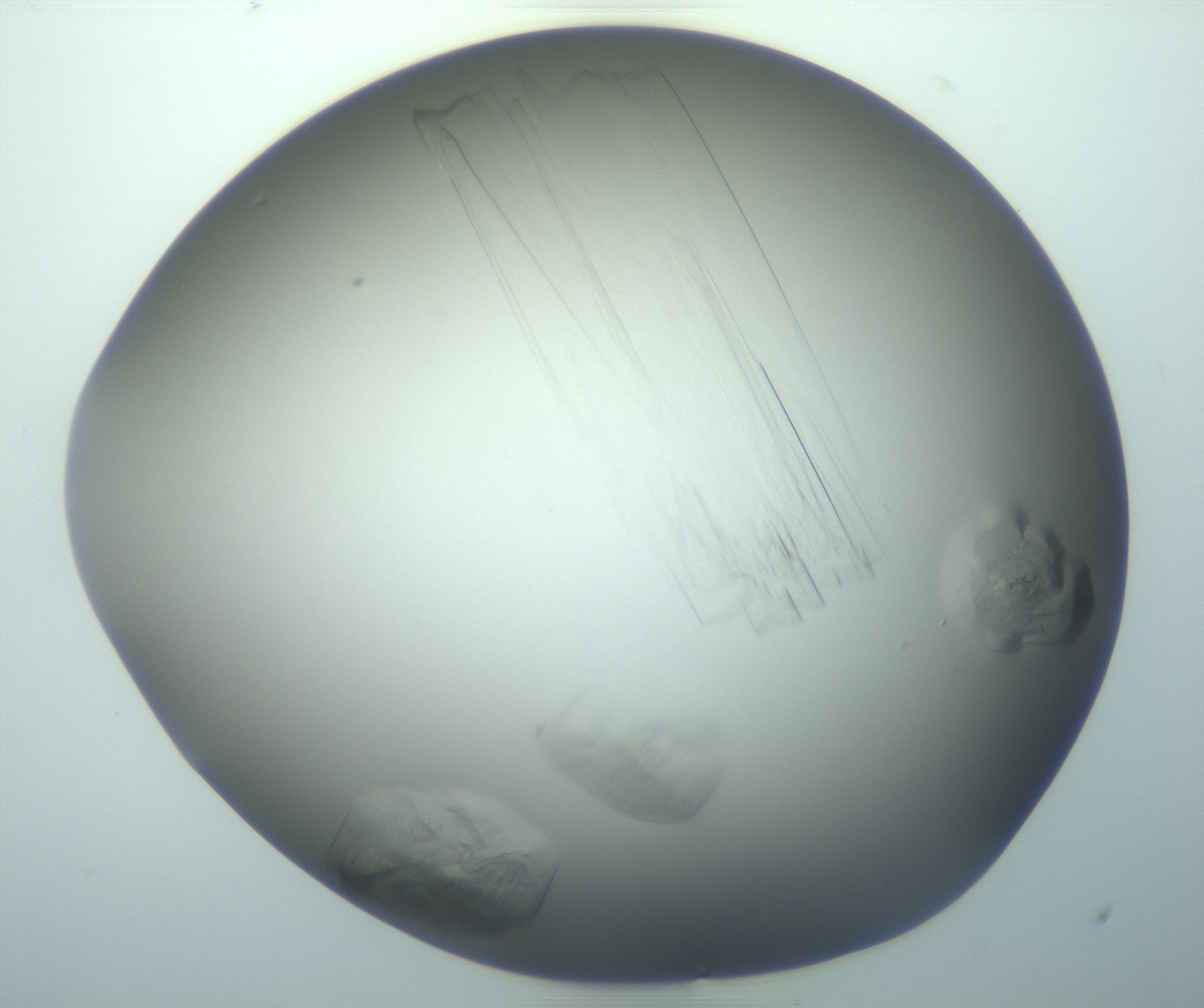 RI01_03_000_0212_Proj1_Clon1_MC_0000MC103095_003_161205_04_02_02_00_99_002_001_RAI.jpg