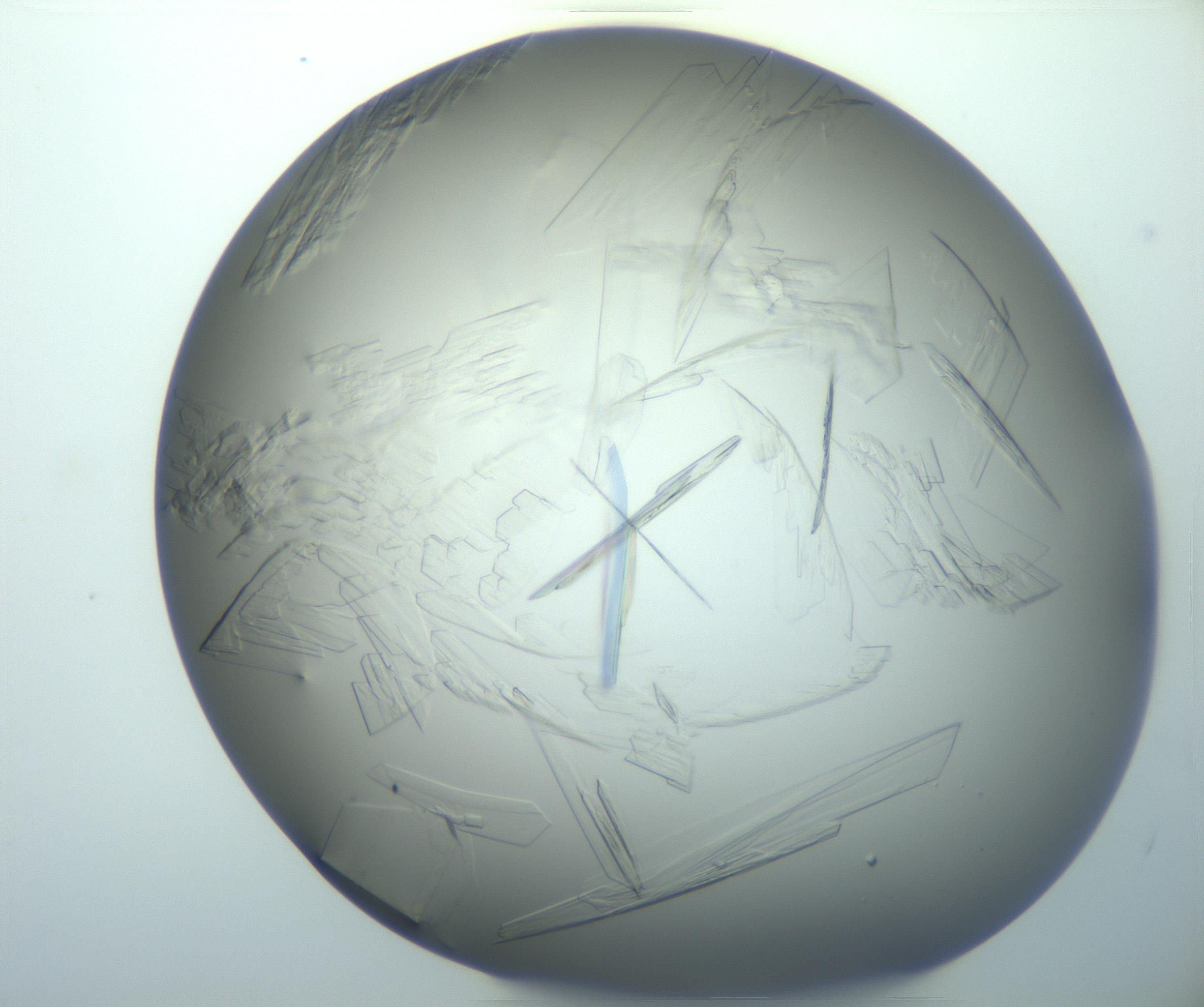 RI01_03_000_0212_Proj1_Clon1_MC_0000MC103095_003_161205_04_03_02_00_99_002_001_RAI.jpg