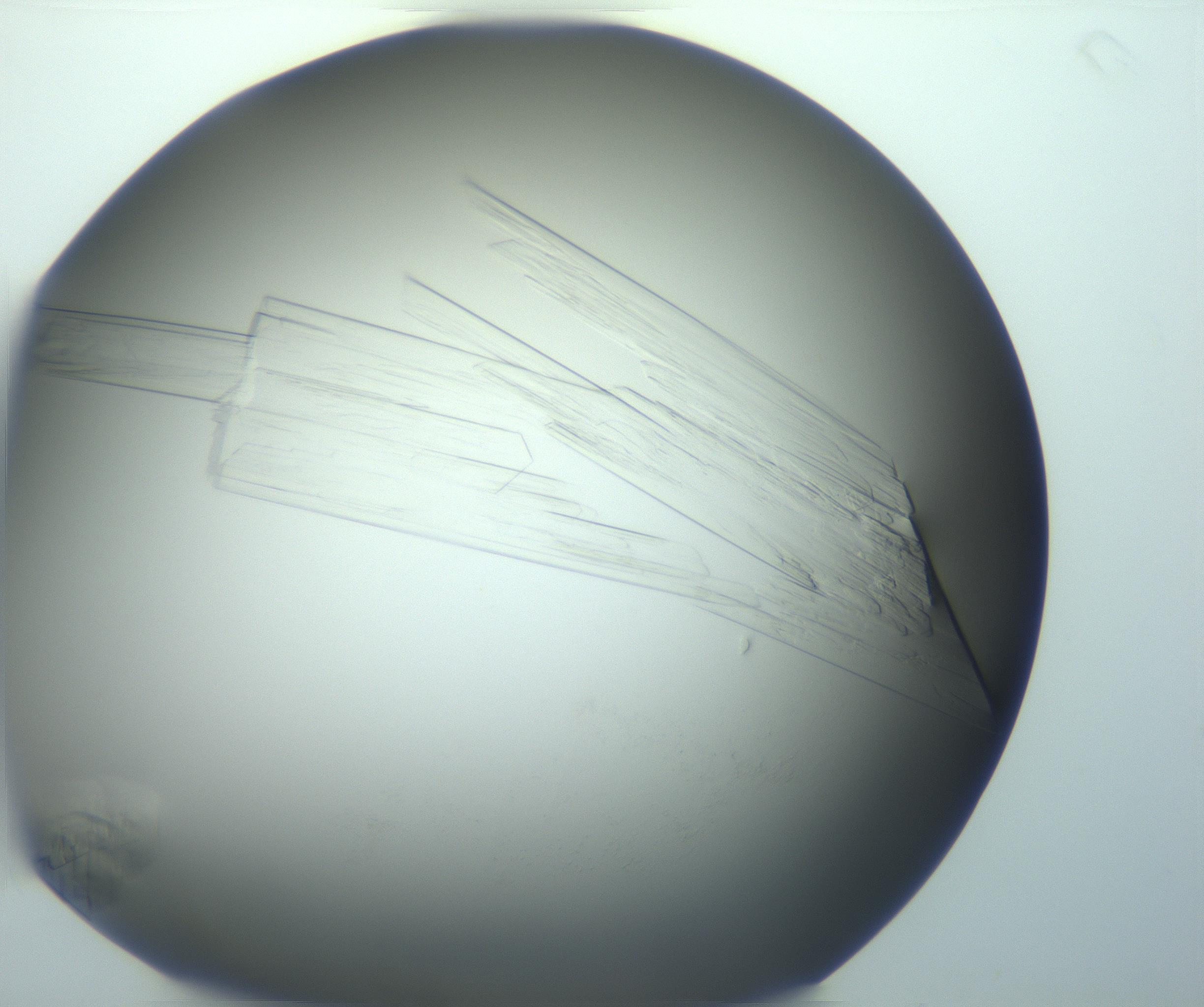 RI01_03_000_0212_Proj1_Clon1_MC_0000MC103095_003_161205_05_06_02_00_99_002_001_RAI.jpg