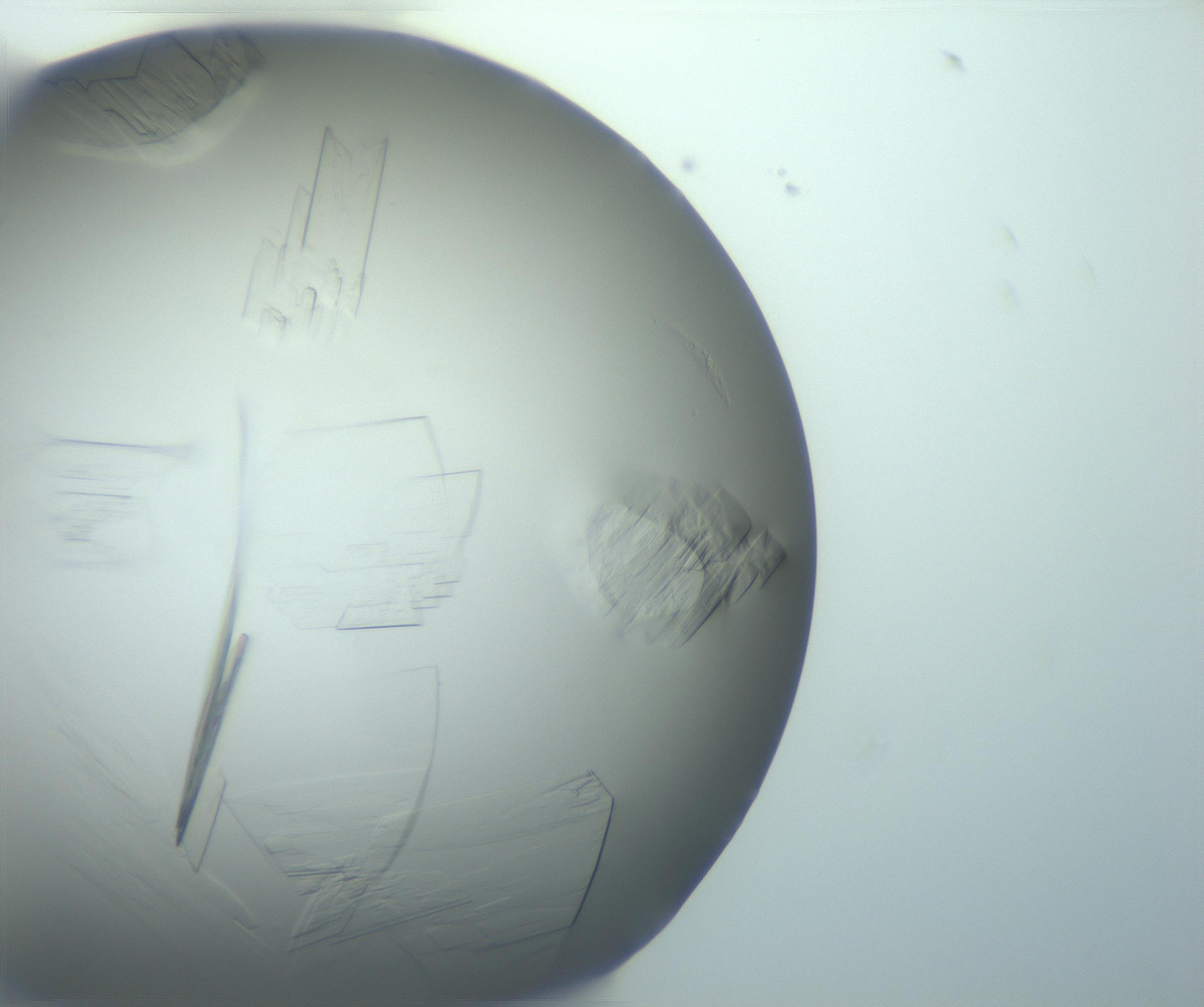RI01_03_000_0212_Proj1_Clon1_MC_0000MC103095_003_161205_06_06_02_00_99_002_001_RAI.jpg