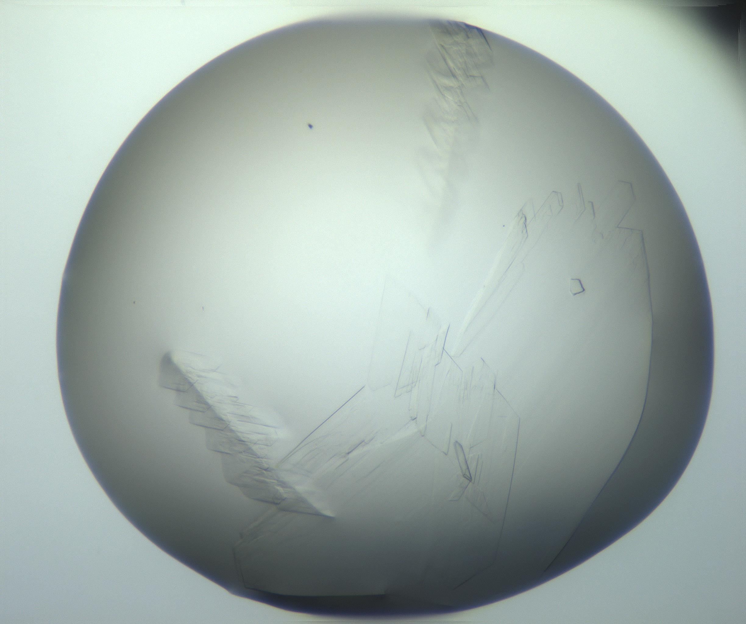RI01_03_000_0212_Proj1_Clon1_MC_0000MC103095_003_161205_06_08_02_00_99_002_001_RAI.jpg