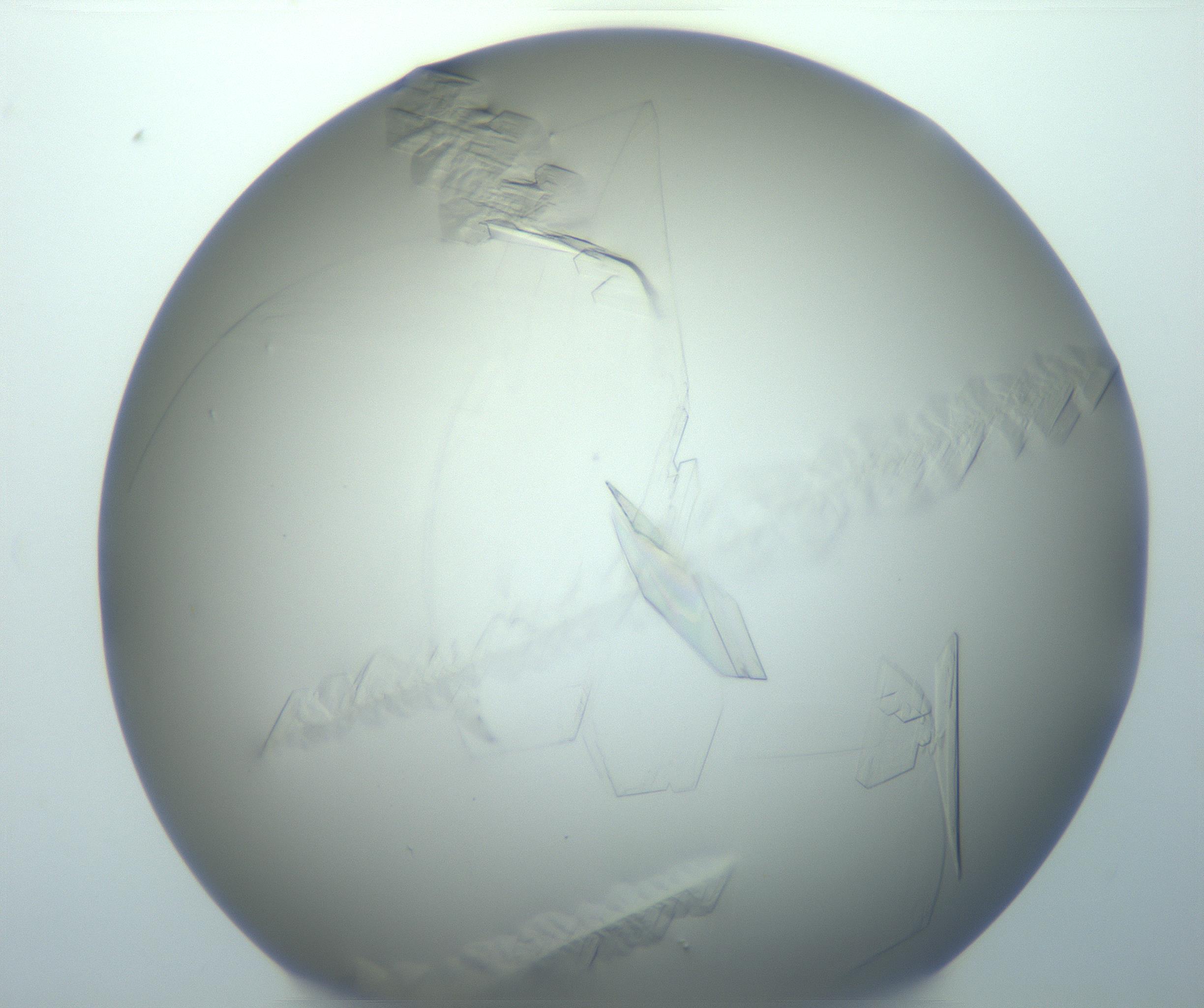 RI01_03_000_0212_Proj1_Clon1_MC_0000MC103095_003_161205_07_01_02_00_99_002_001_RAI.jpg