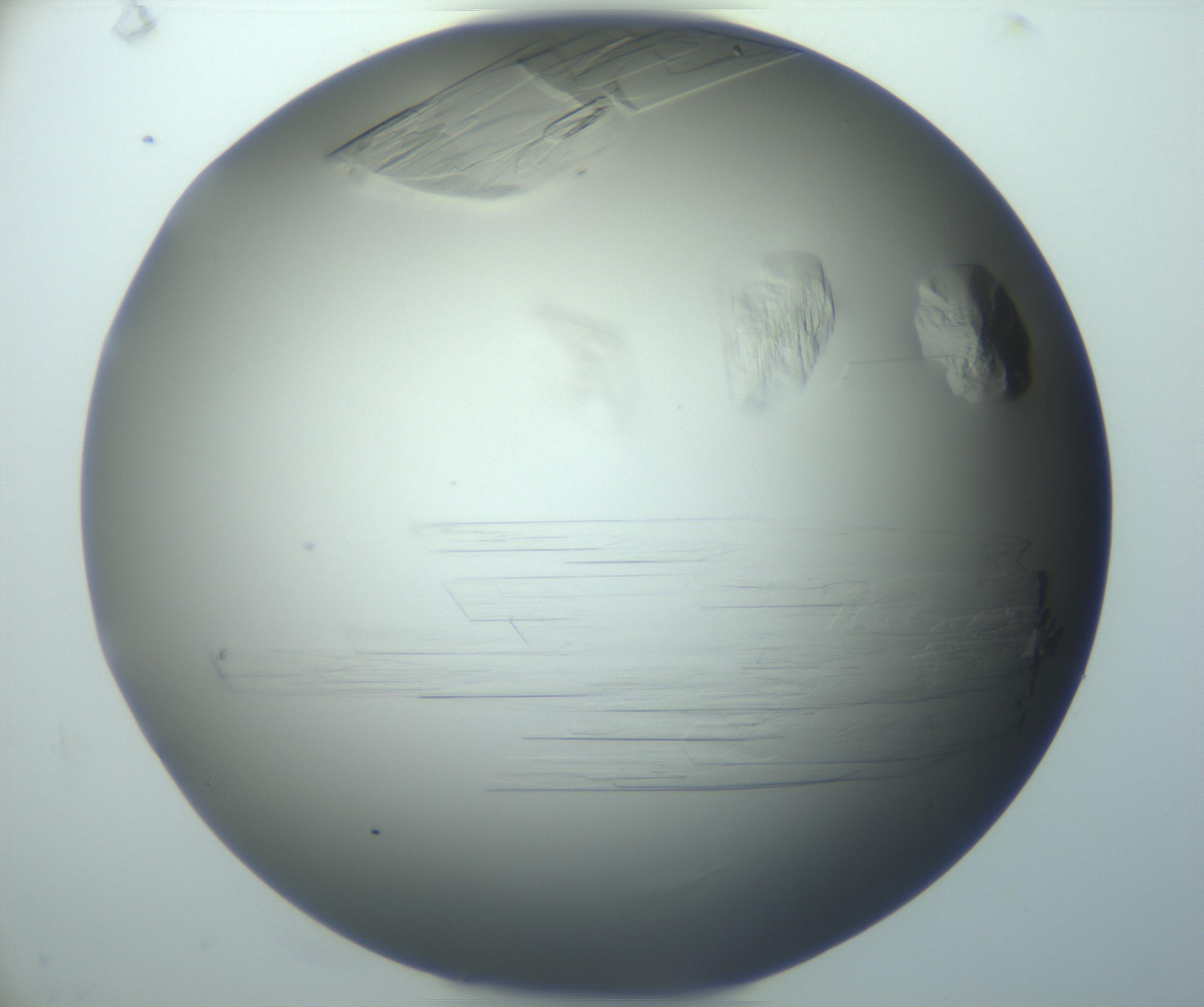 RI01_03_000_0212_Proj1_Clon1_MC_0000MC103095_003_161205_07_06_02_00_99_002_001_RAI.jpg