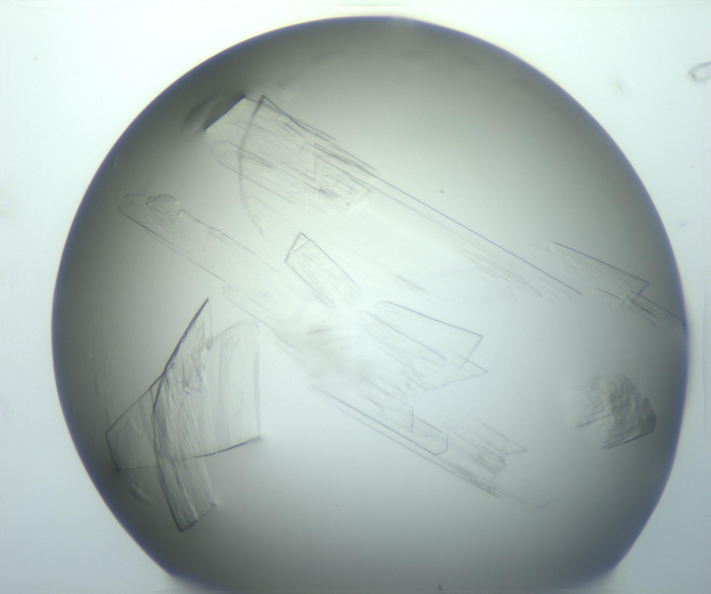 RI01_03_000_0212_Proj1_Clon1_MC_0000MC103095_003_161205_08_01_02_00_99_002_001_RAI.jpg